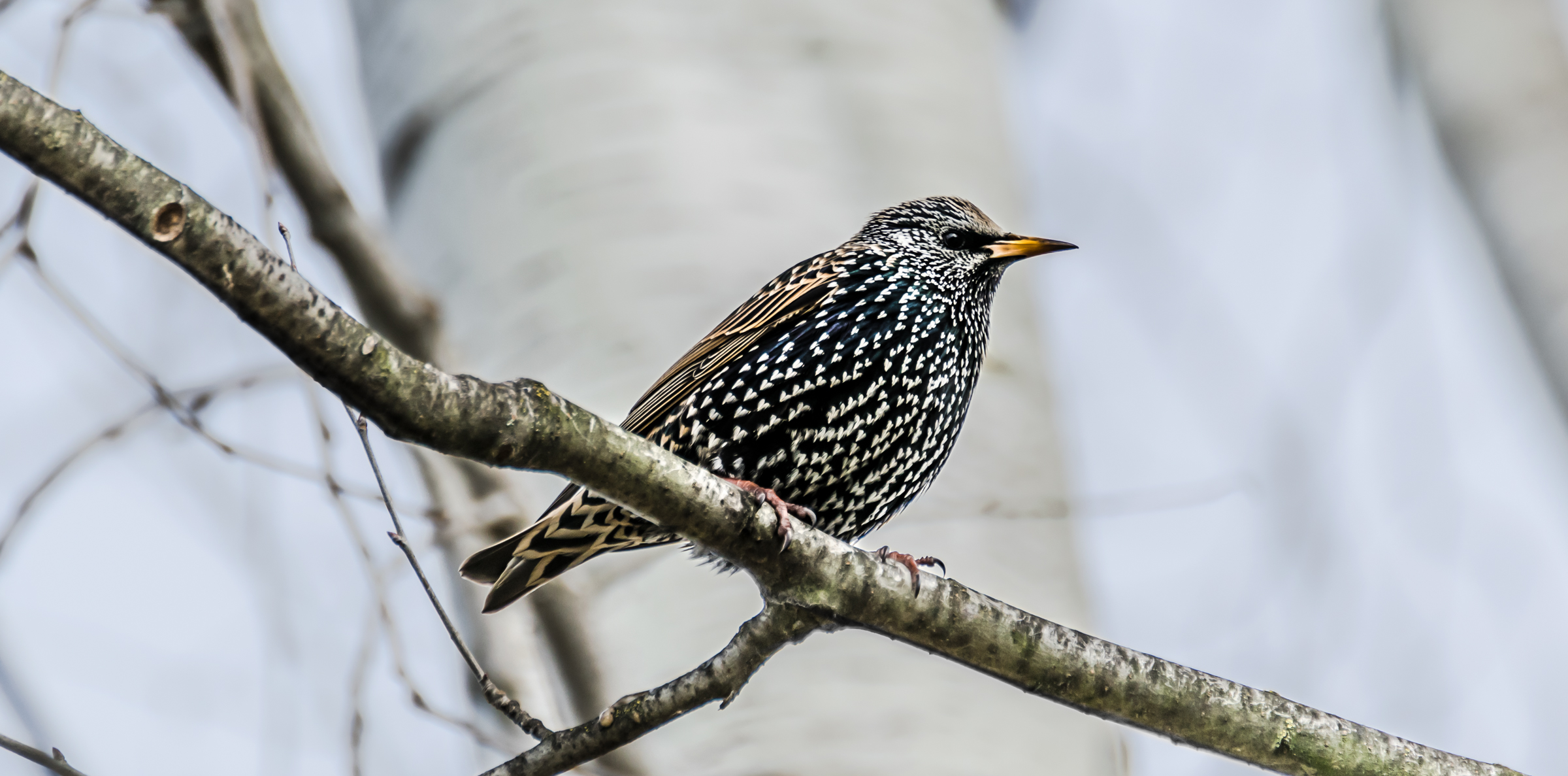 The Starling (Mantova)