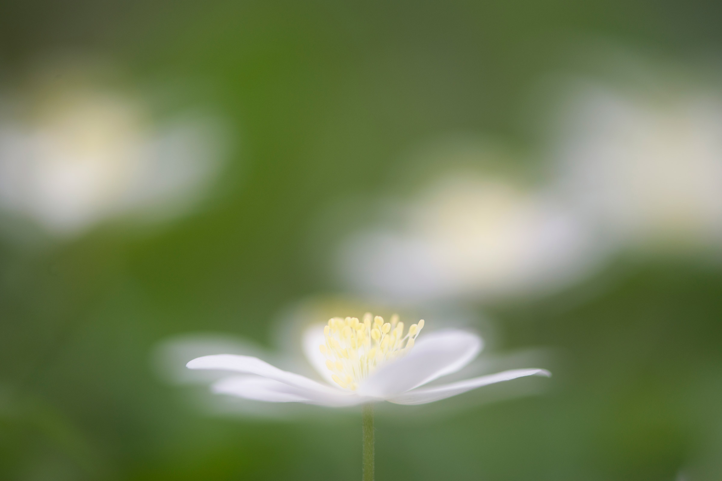 Leggerezza dell'essere...