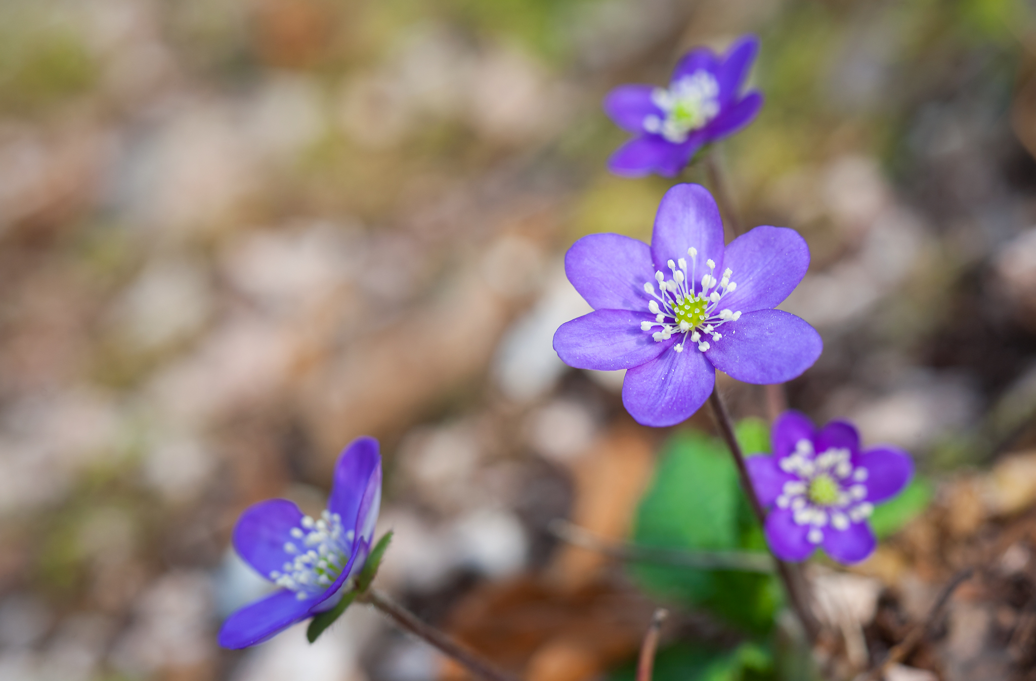 Hepatica nobilis
