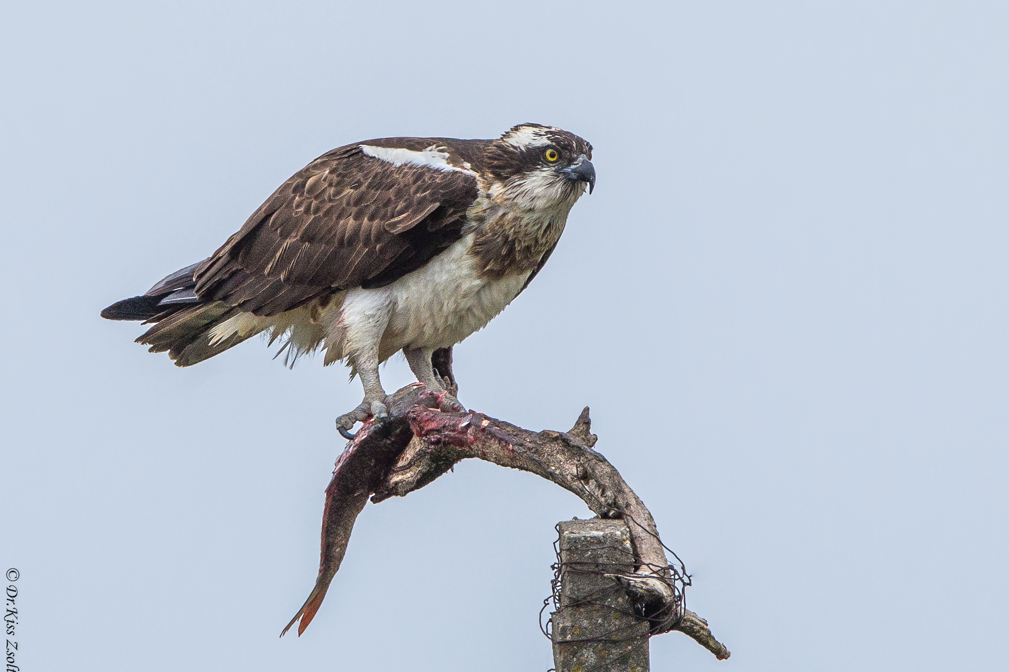 Osprey con un fermo