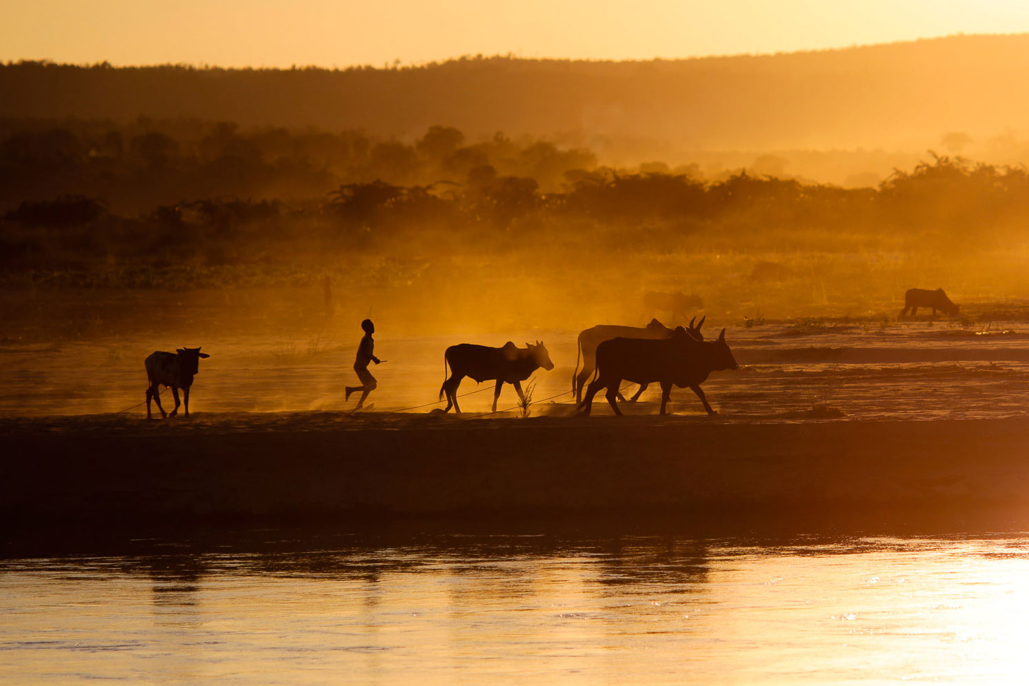 baby zebu graze on the river Tsiribihina