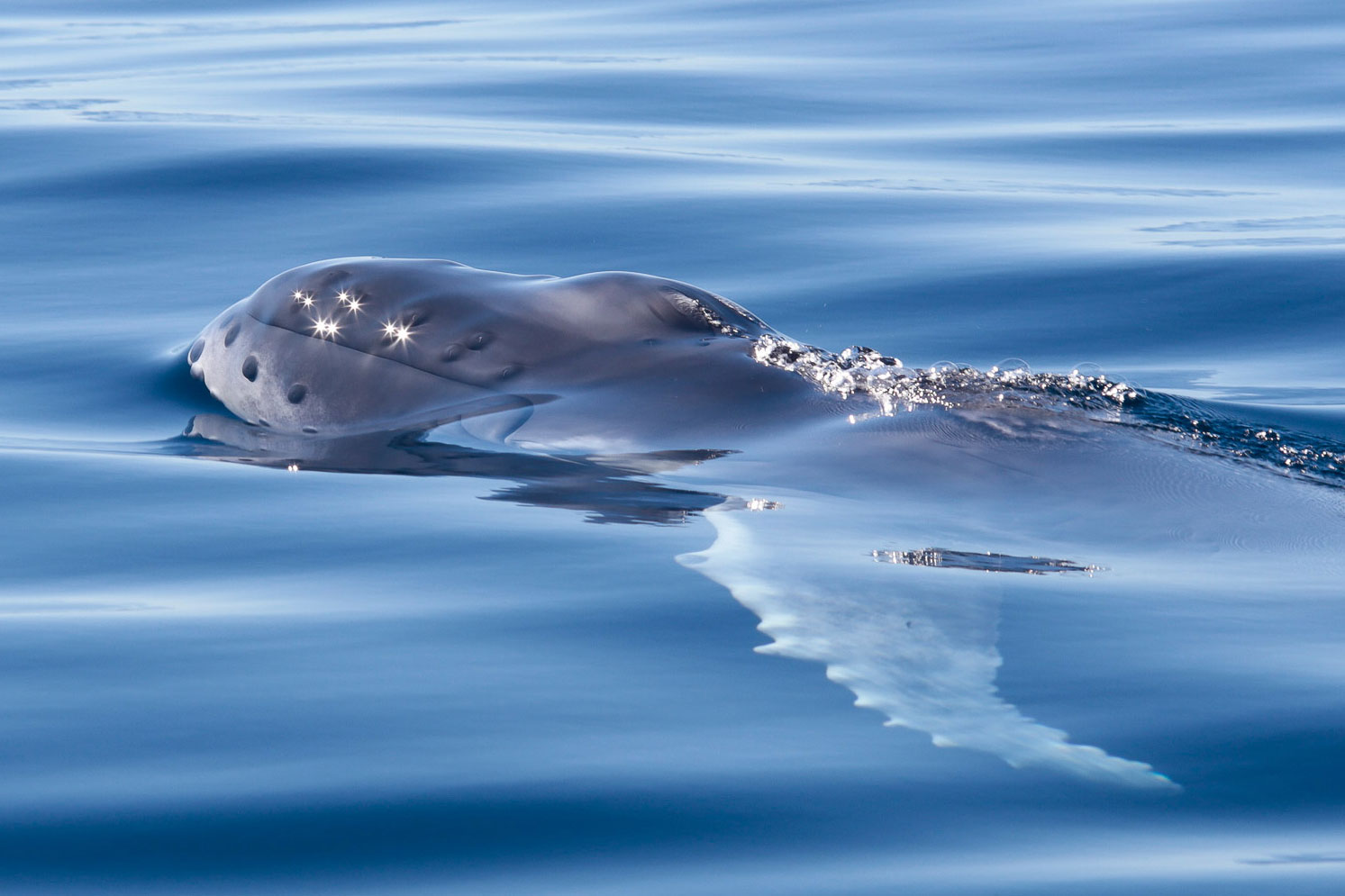 of humpback puppy off Mangily