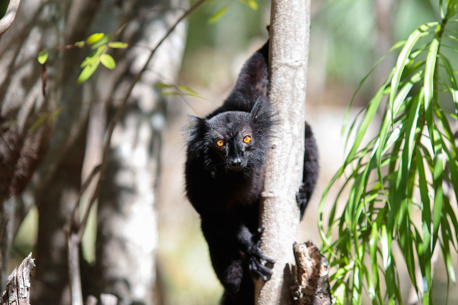 male Macau lemur - Nosy Komba