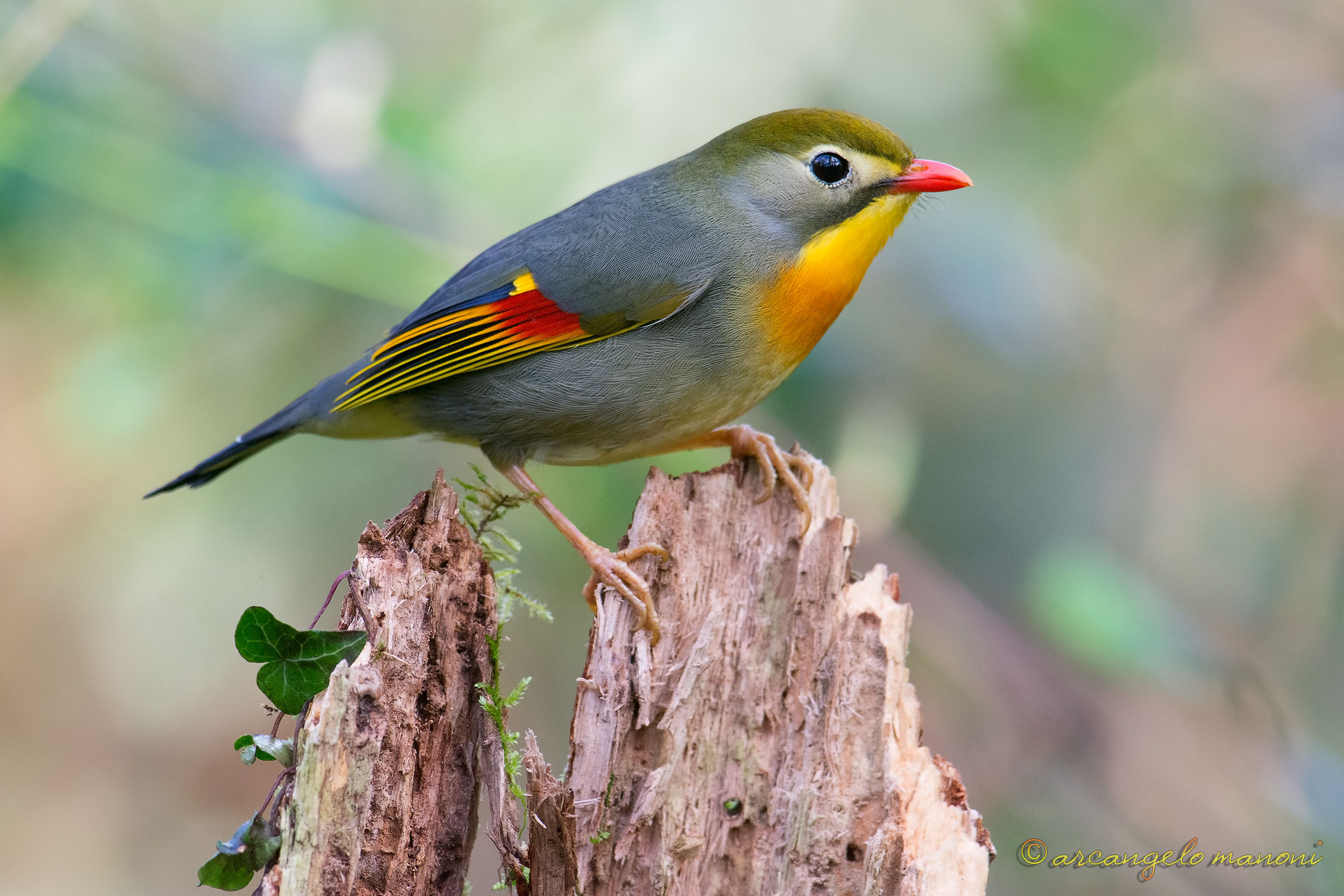 Portrait Boss to Japan