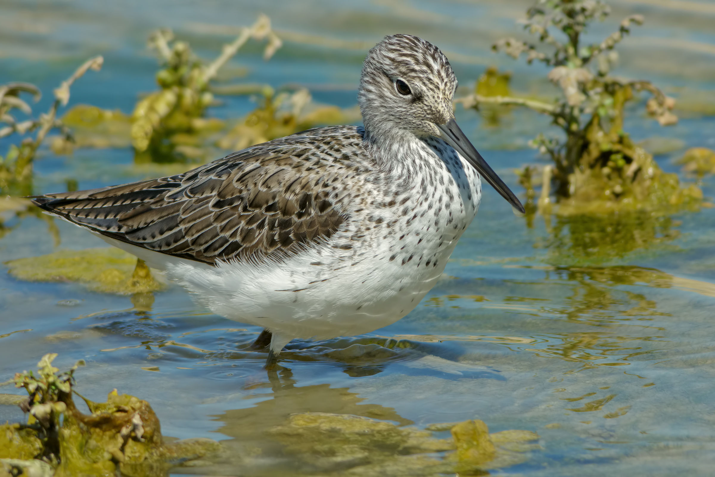 Greenshank (Tringa nebularia)