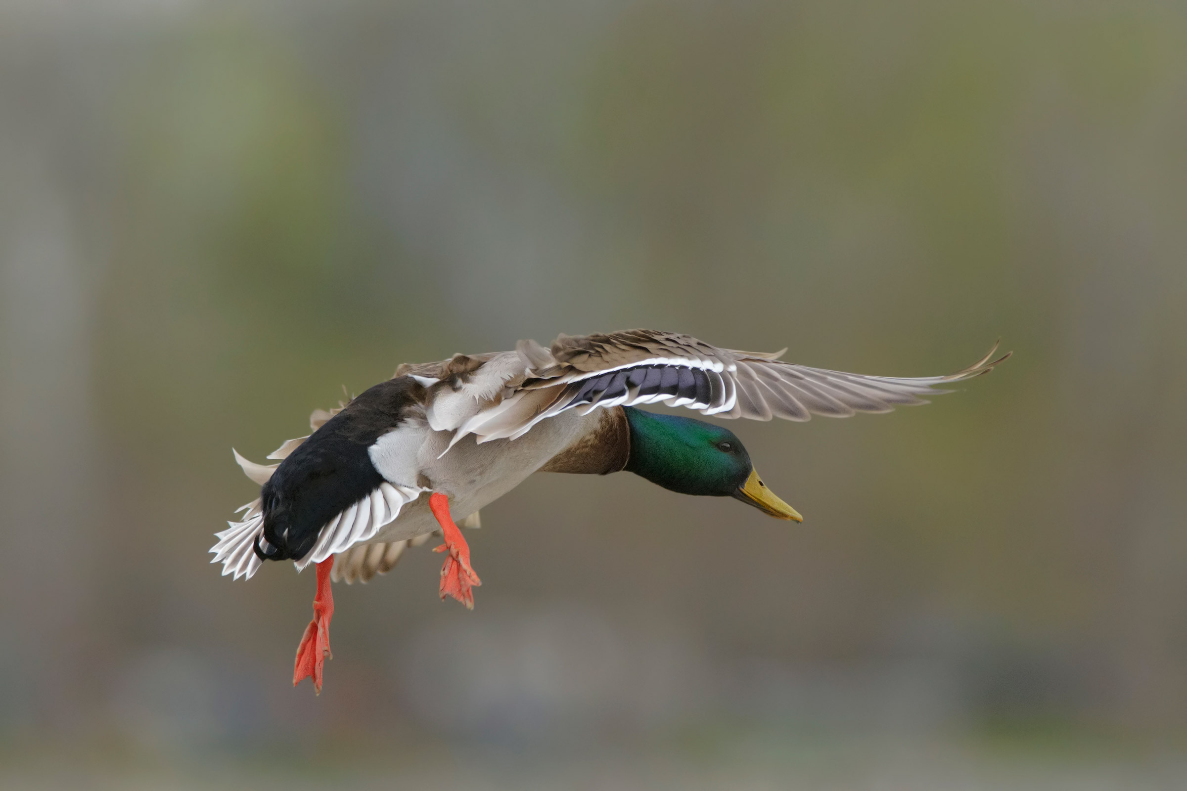 Germano in atterraggio.