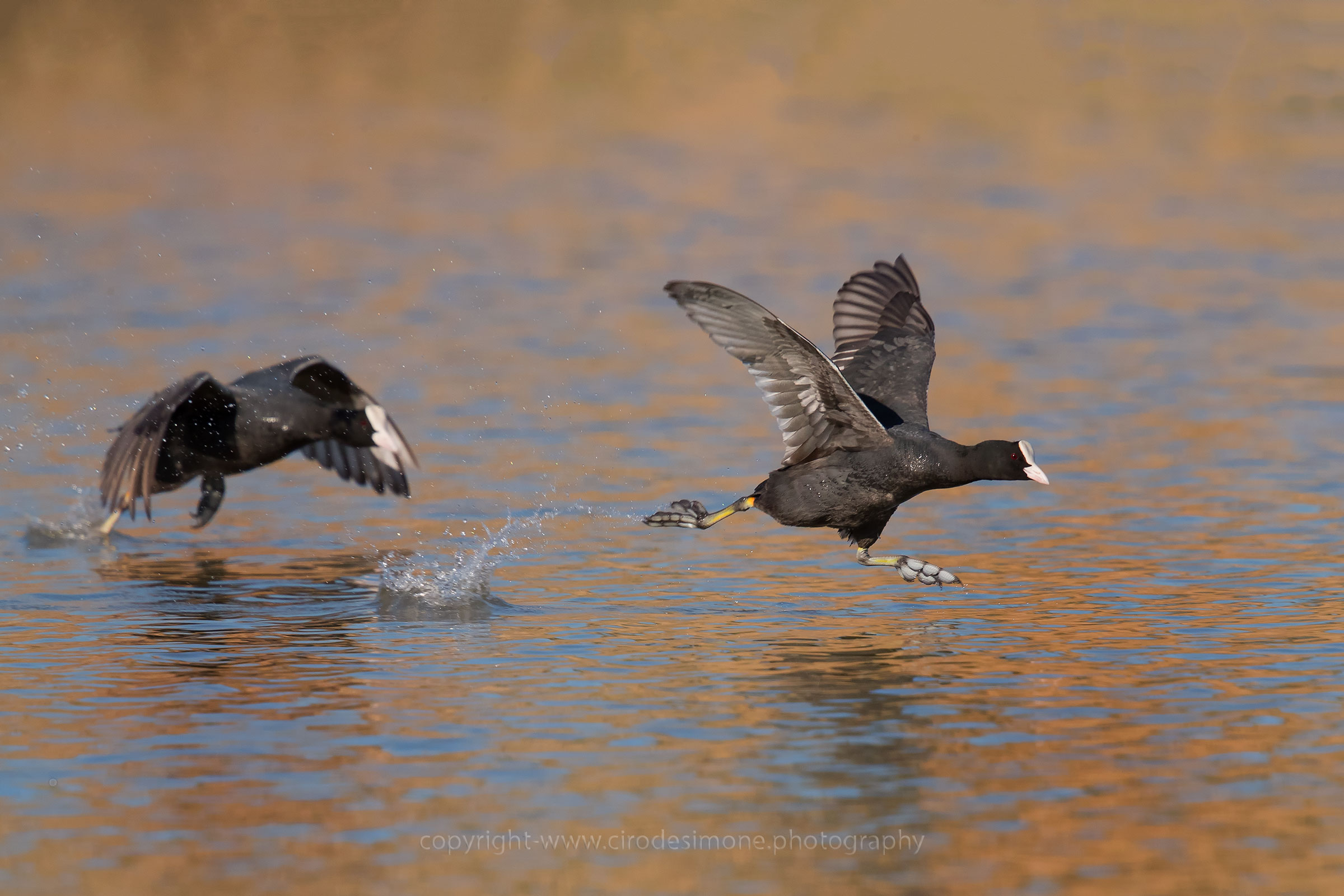 Disputa territoriale