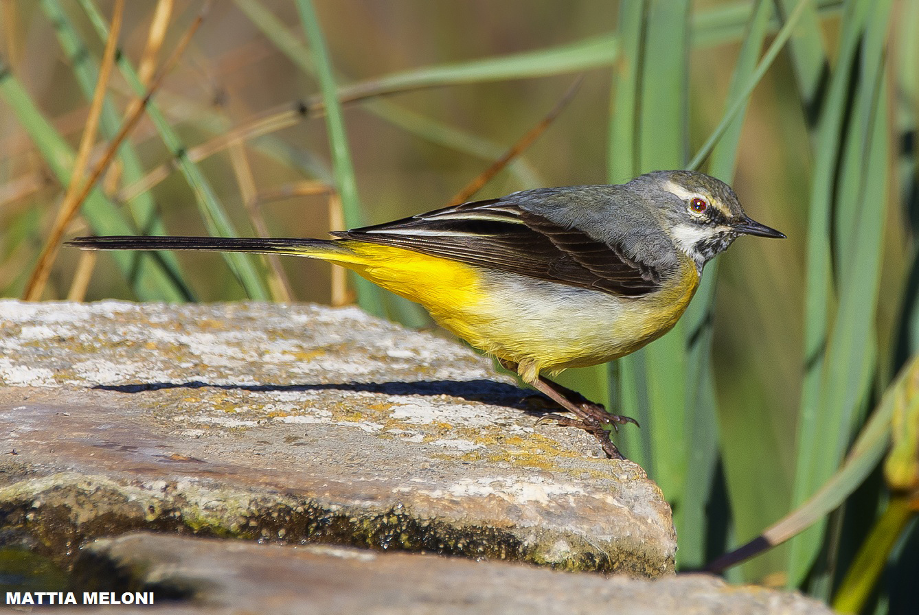 Yellow Wagtail (Motacilla cinerea)