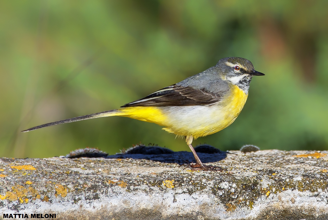 Yellow Wagtail (Motacilla cinerea)