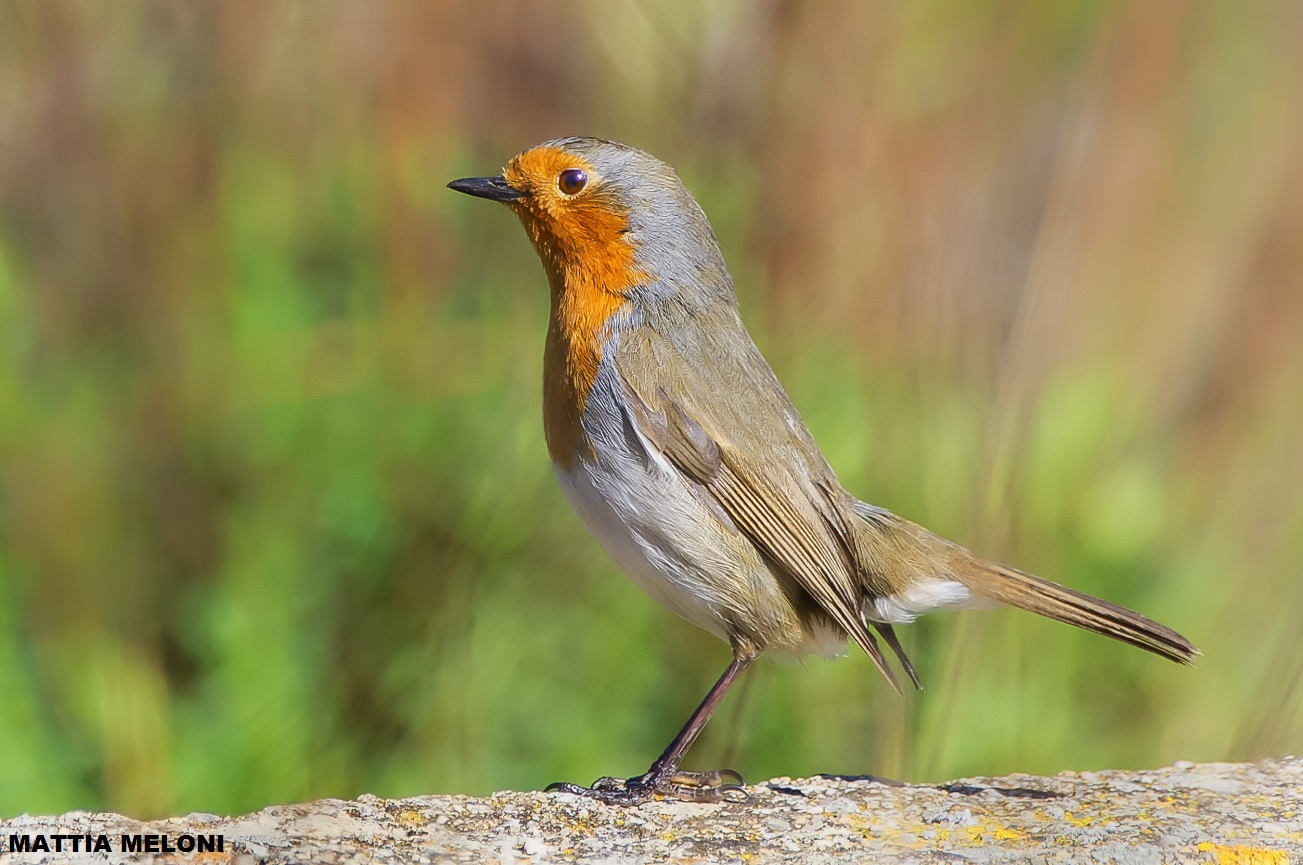 Pettirosso (Erithacus rubecula)