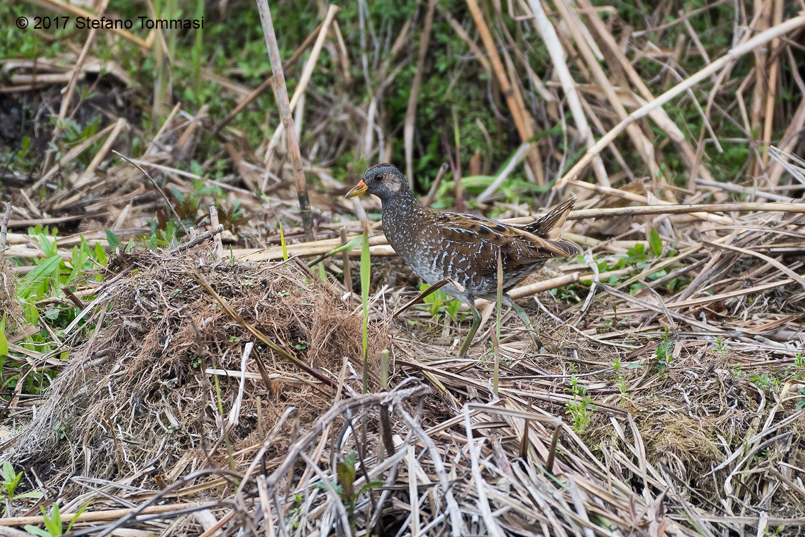 My first spotted crake