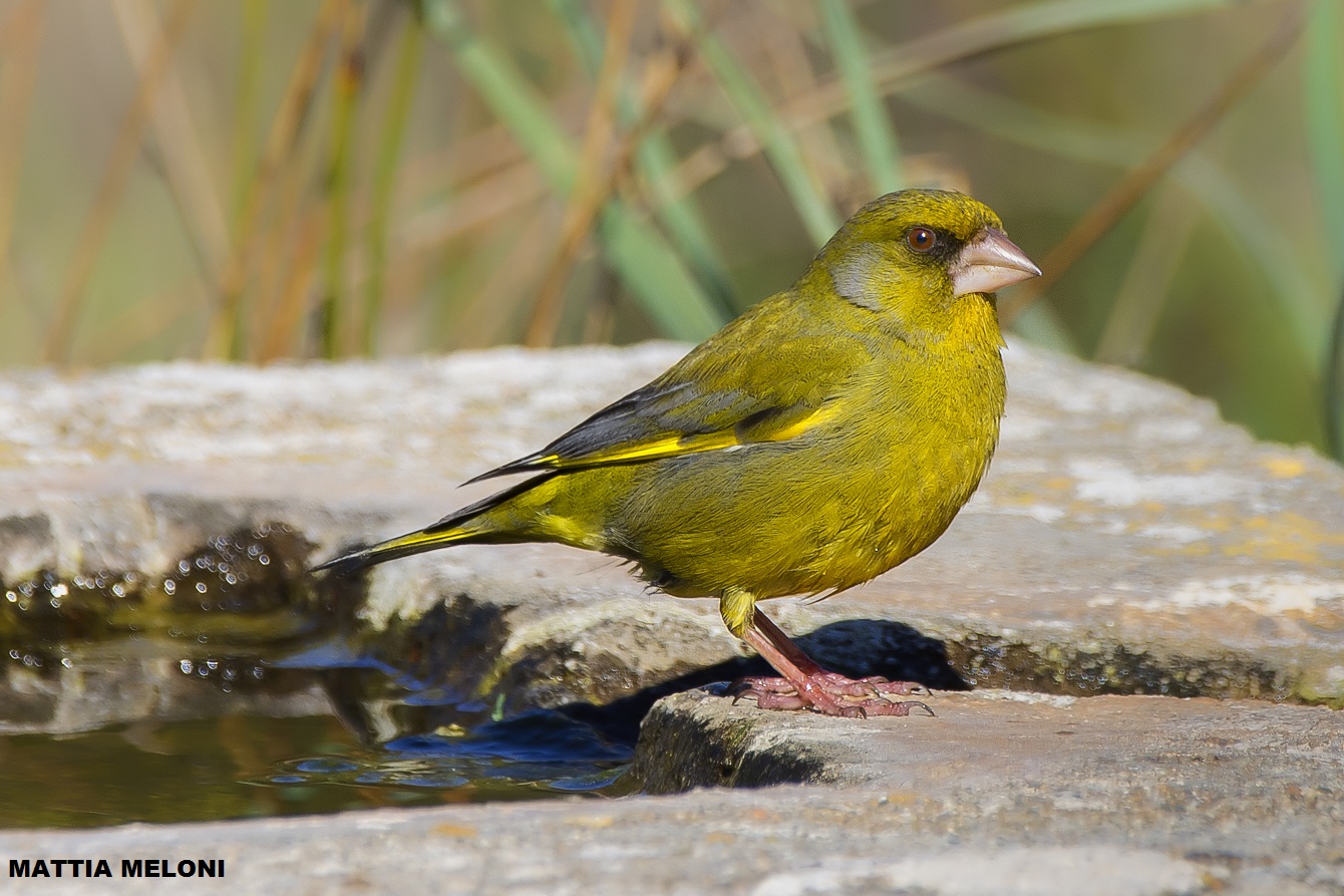 Common Vrdone (Chloris chloris