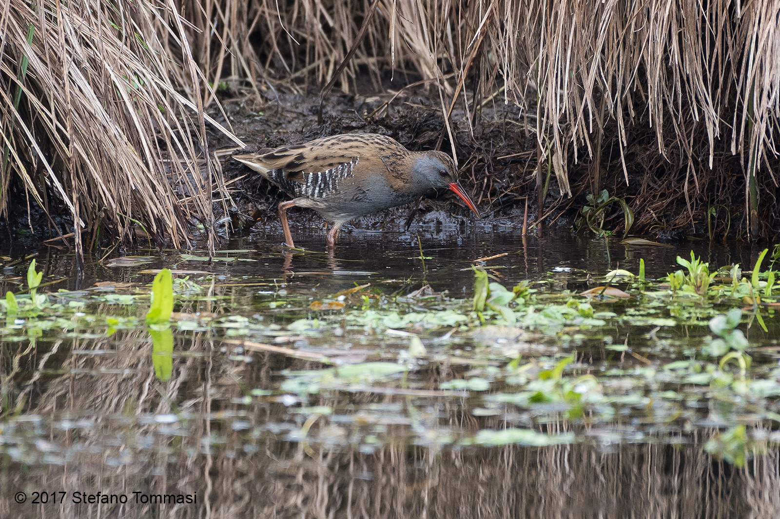 Porciglione in perlustrazione