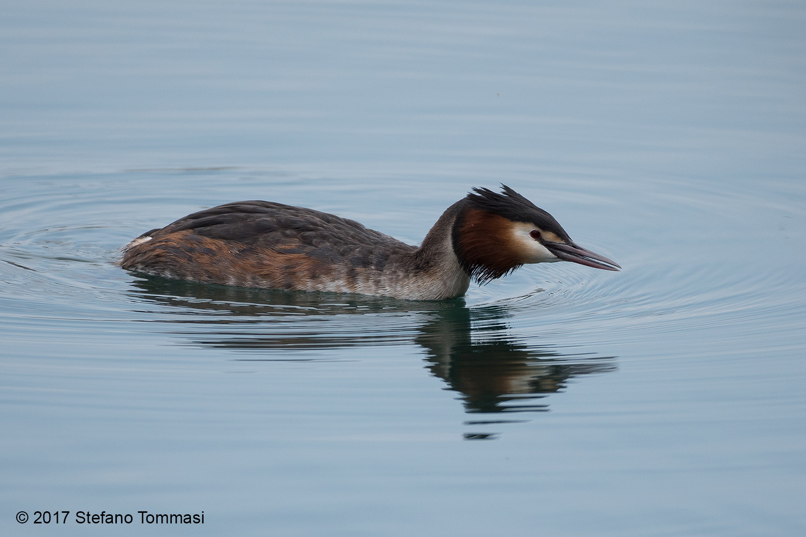 Svasso alla riscossa