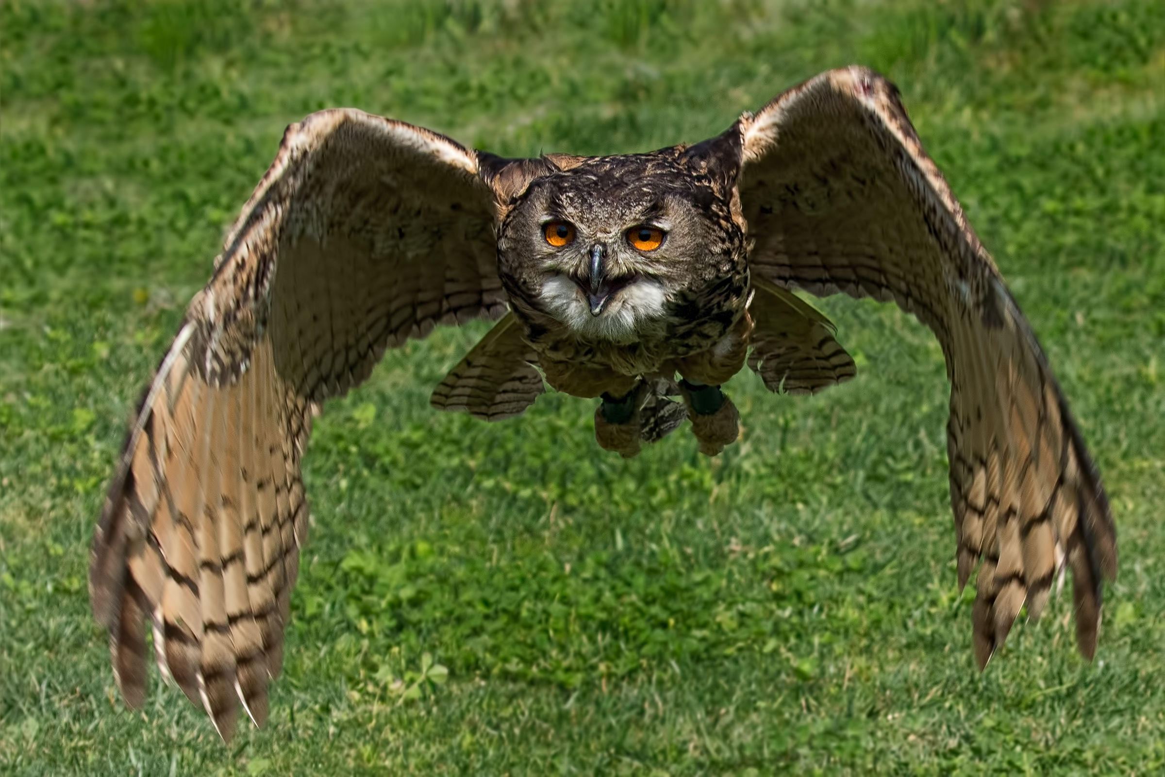The flight of the Owl
