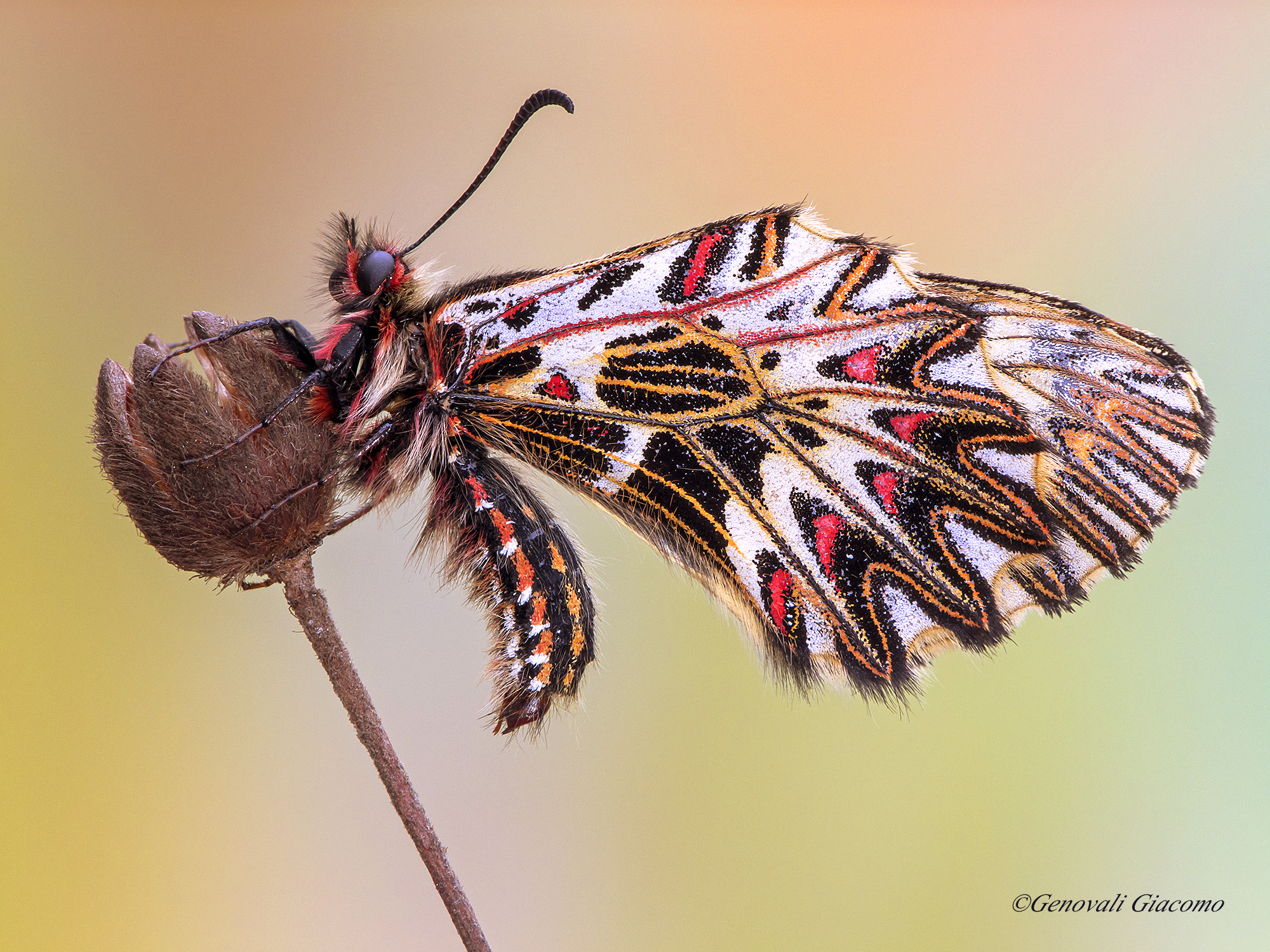 Homage to you or Cassandra