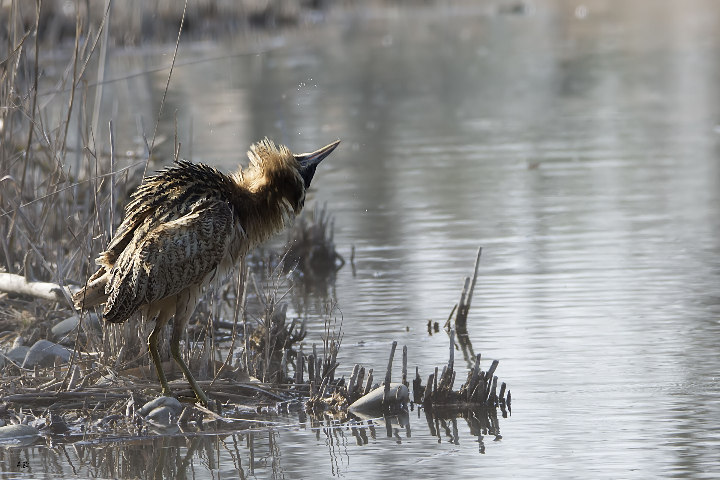 A little shake before drawing