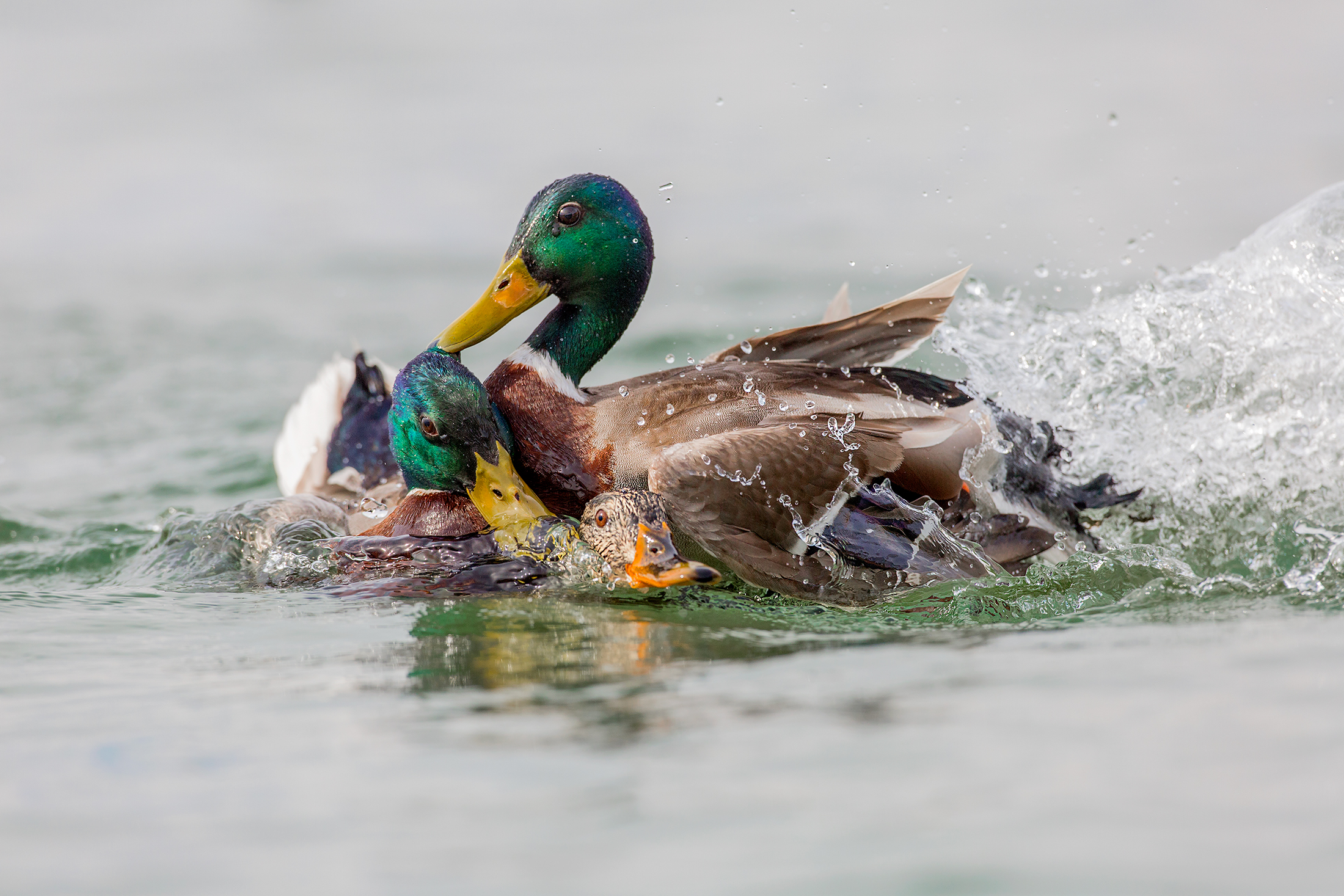 " botte da orbi............"