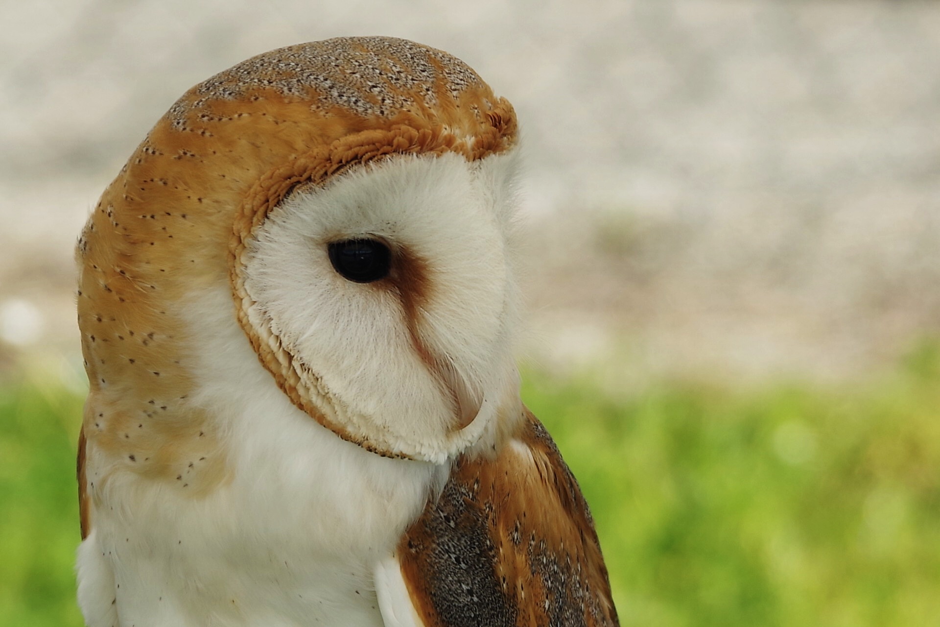 barn owl