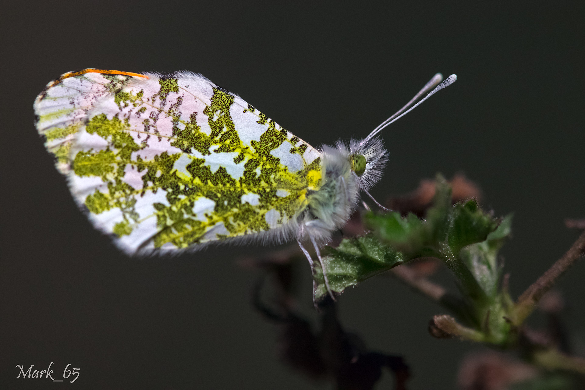Anthocharis cardamines