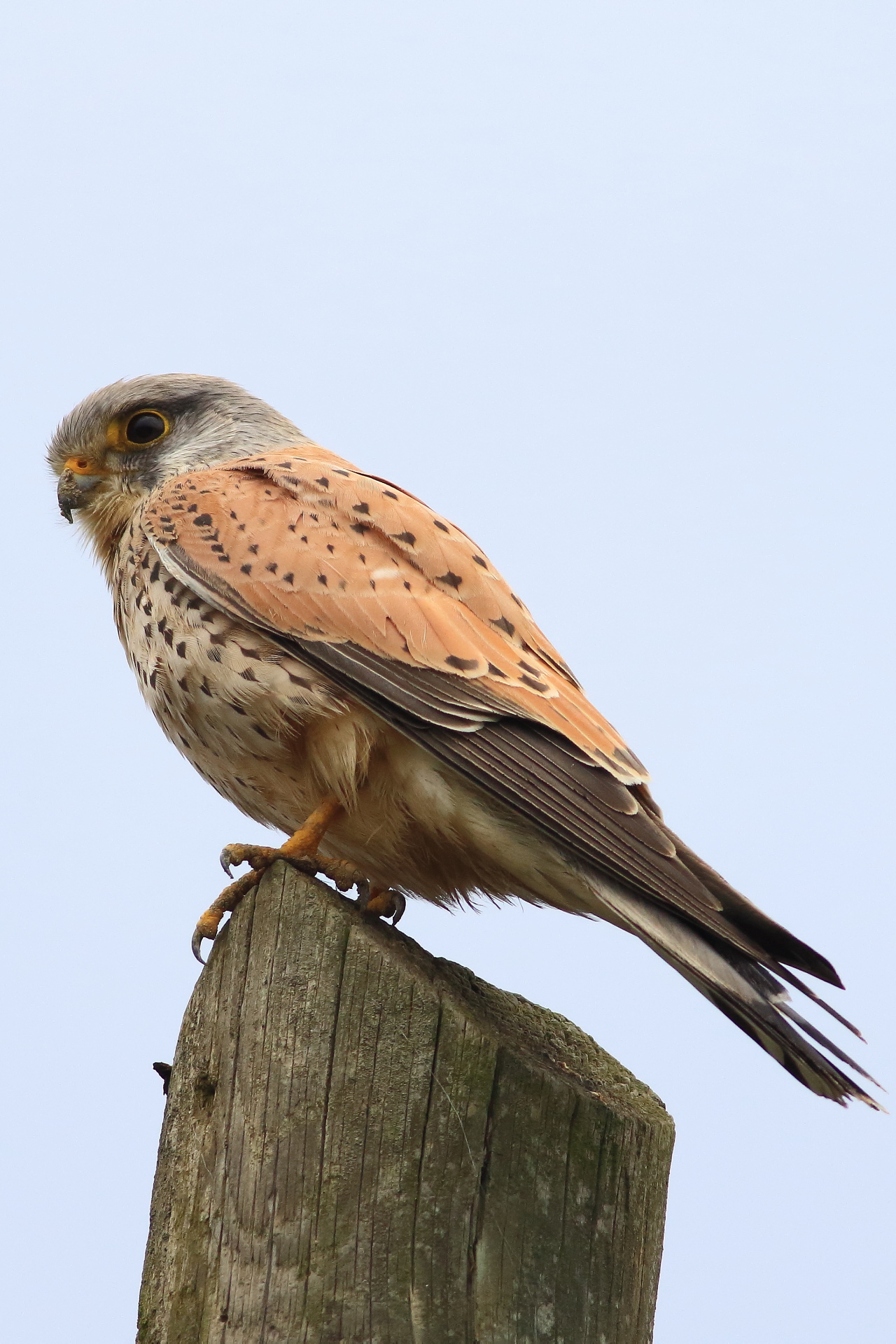 Kestrel