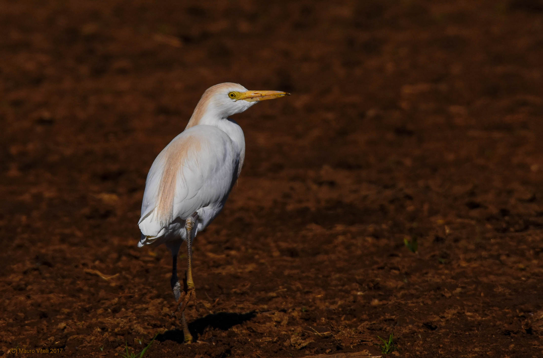 Heron Egrets