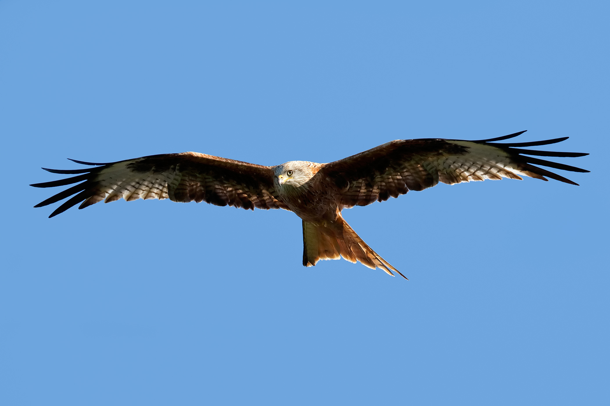 Red Kite