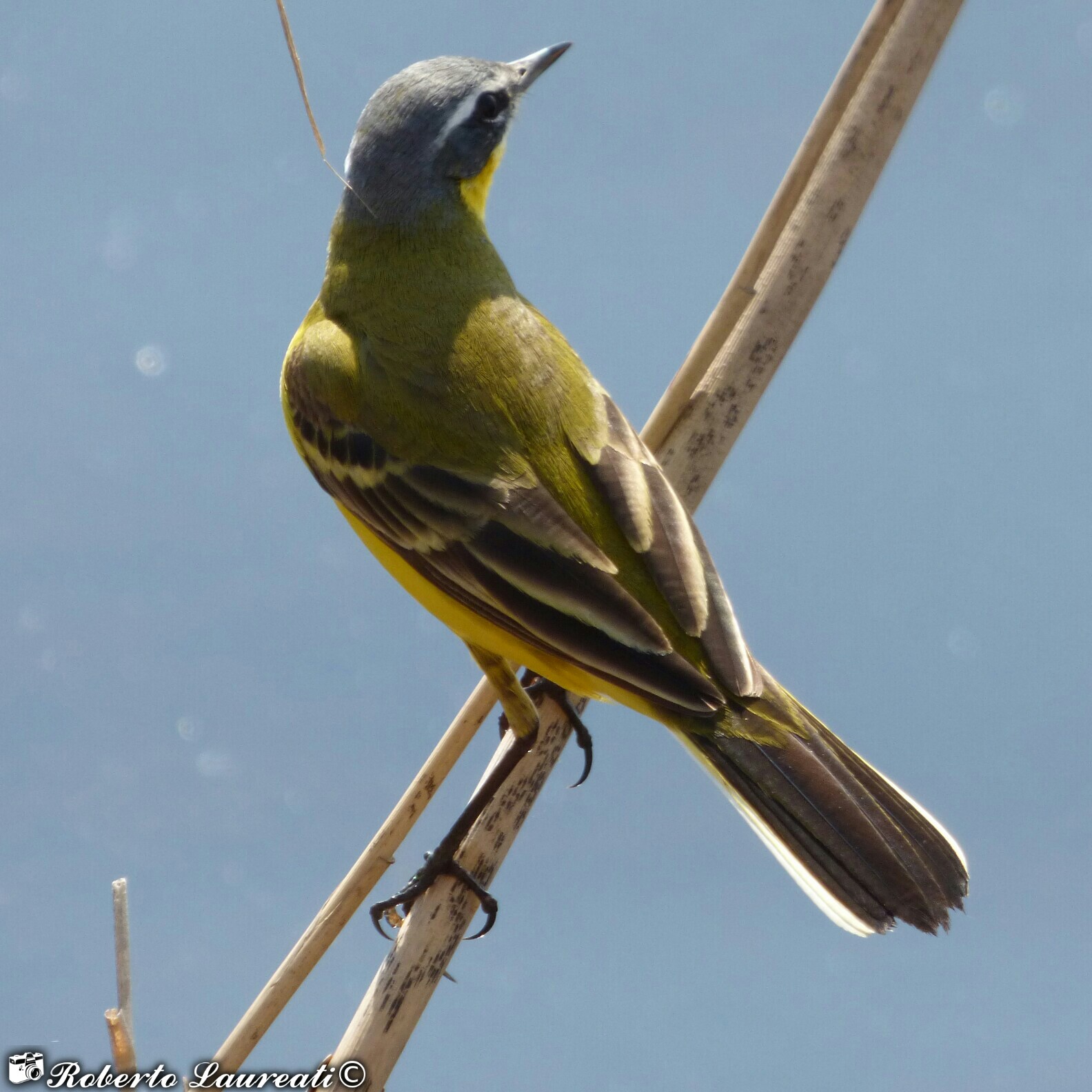 Yellow Wagtail (Motacilla flava)