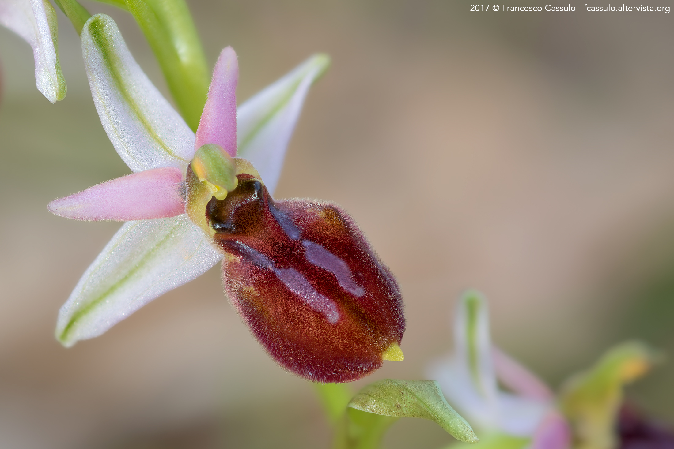 Ophrys exaltata Ten.