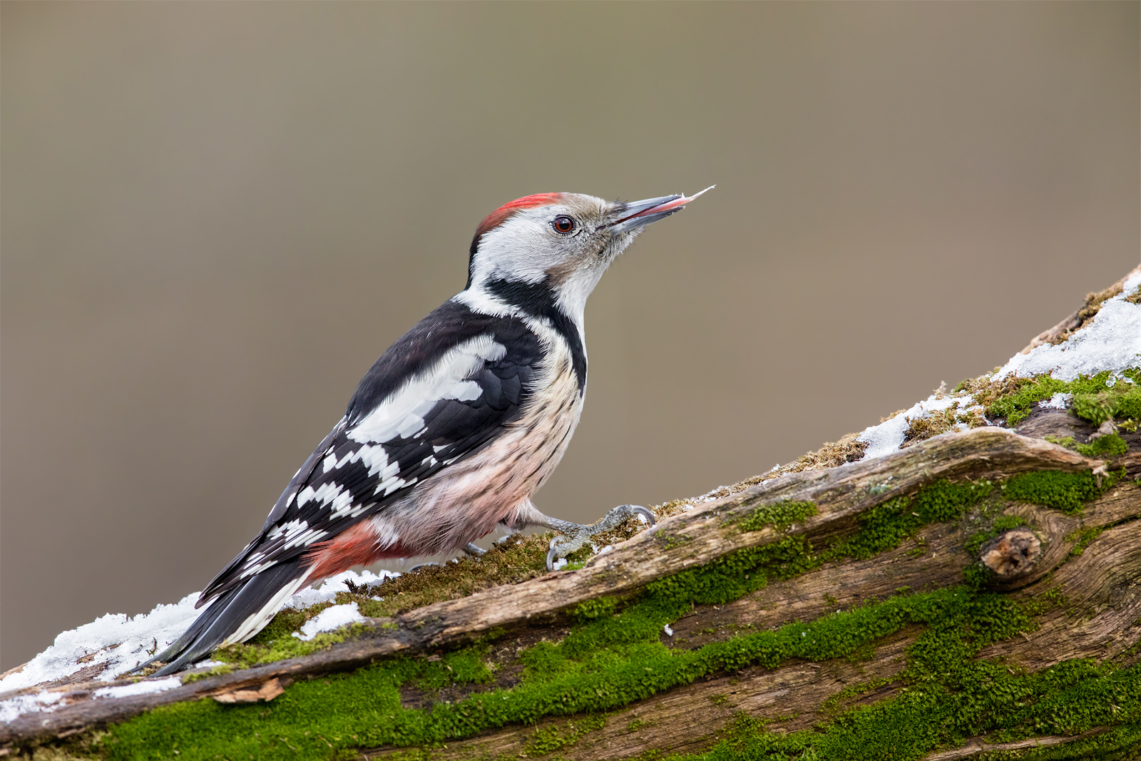Middle spotted woodpecker