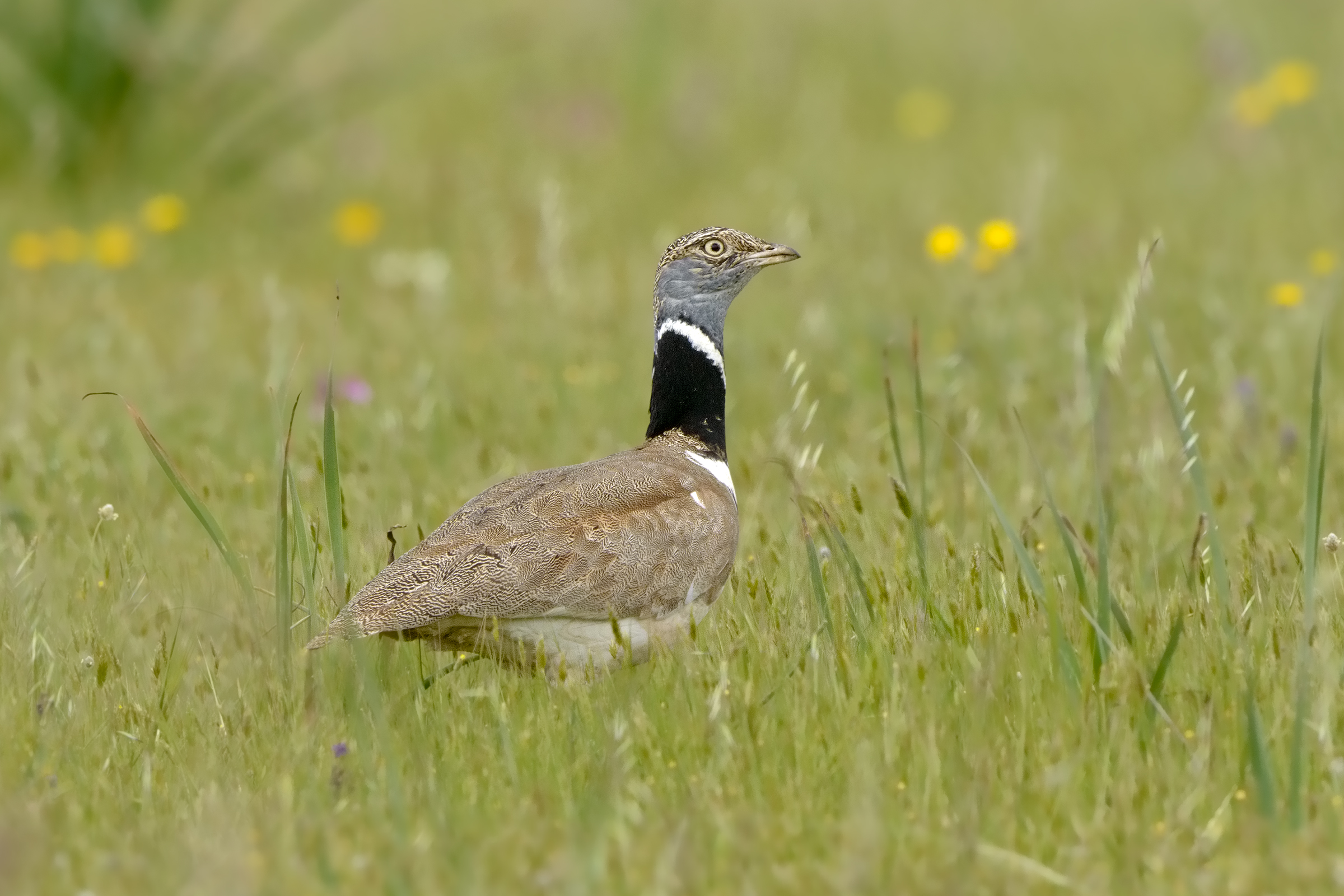 maschio di gallina prataiola