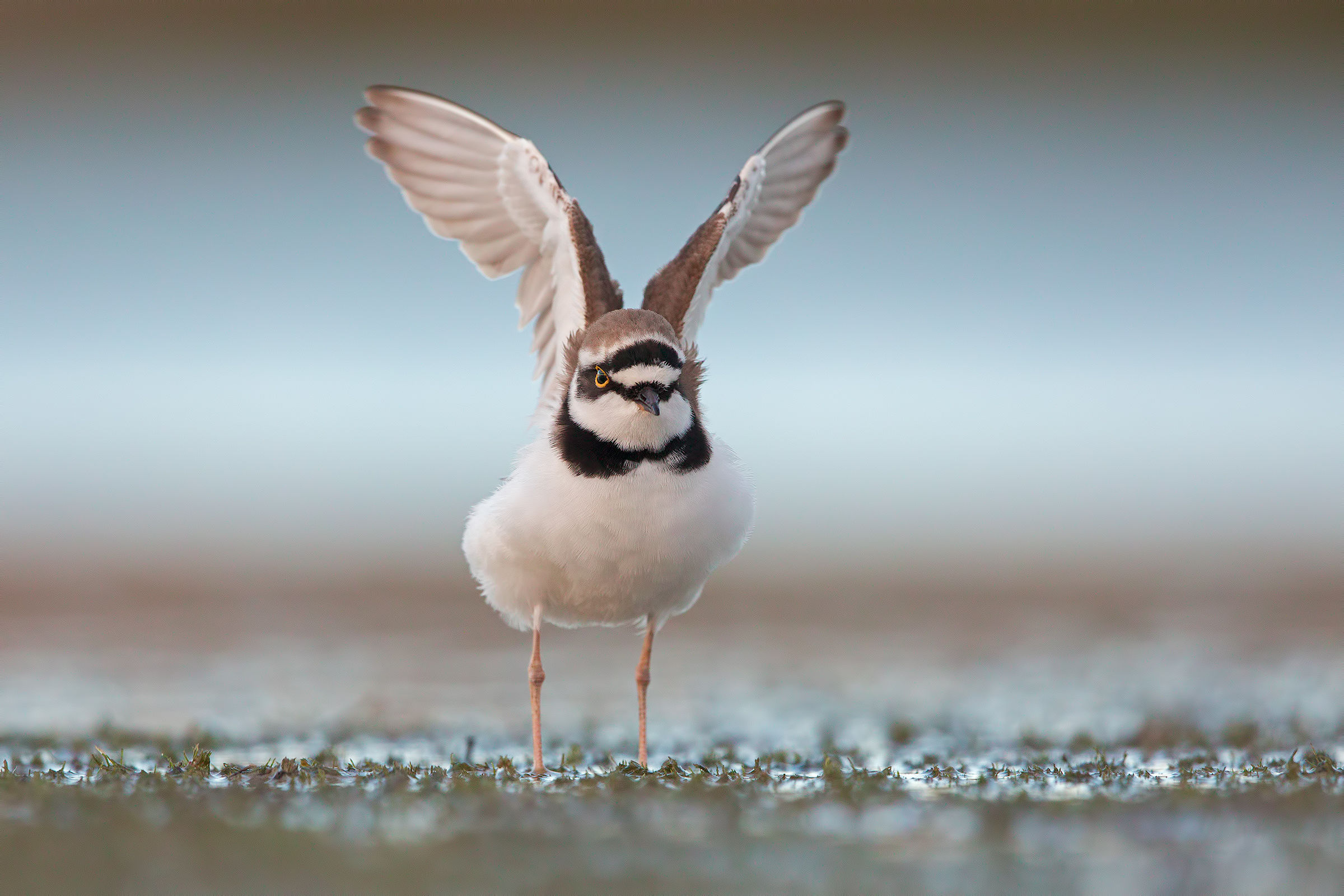 little Ringed Plover