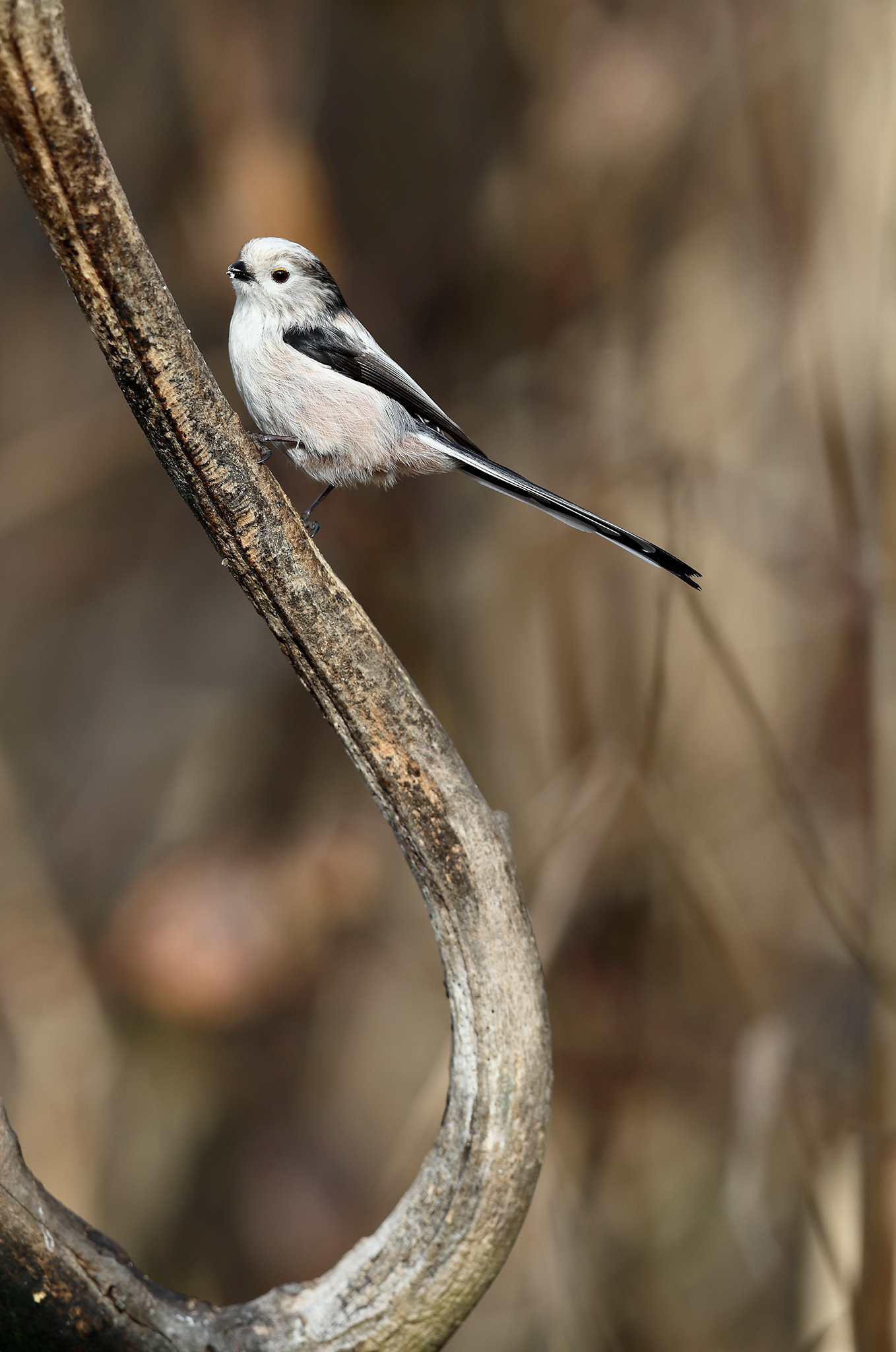 Long-tailed Tit