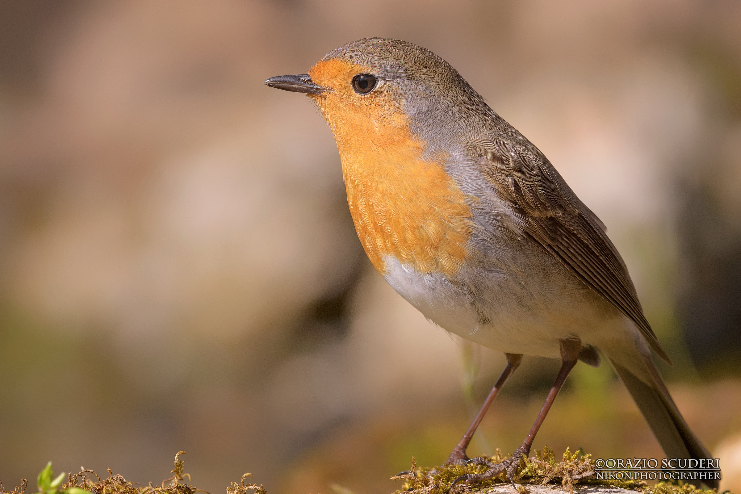 Always present ... (Erithacus rubecula)
