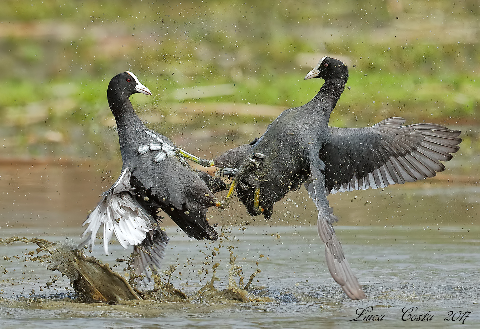 Lotta spietata (Folaghe)