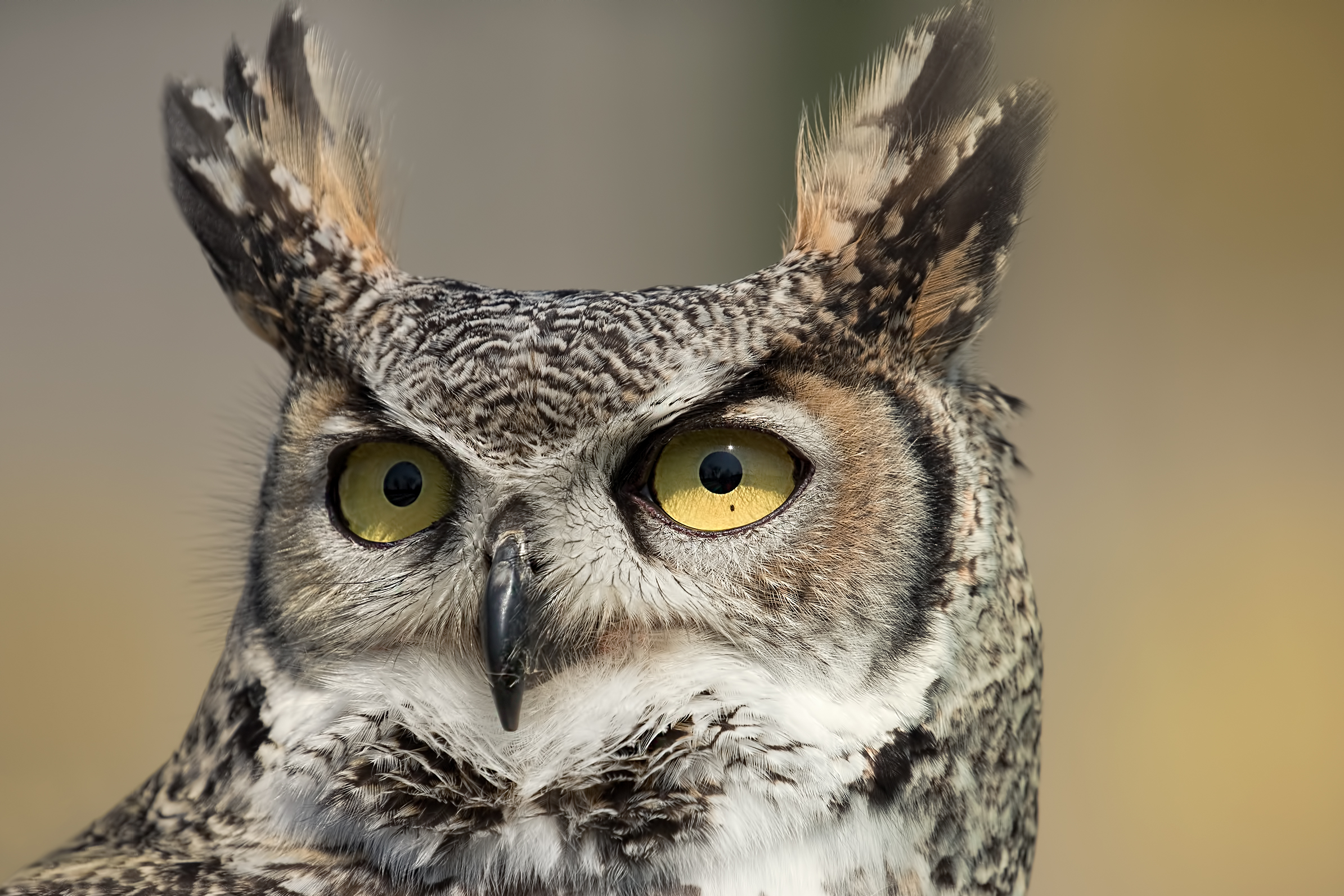 Portrait of owl