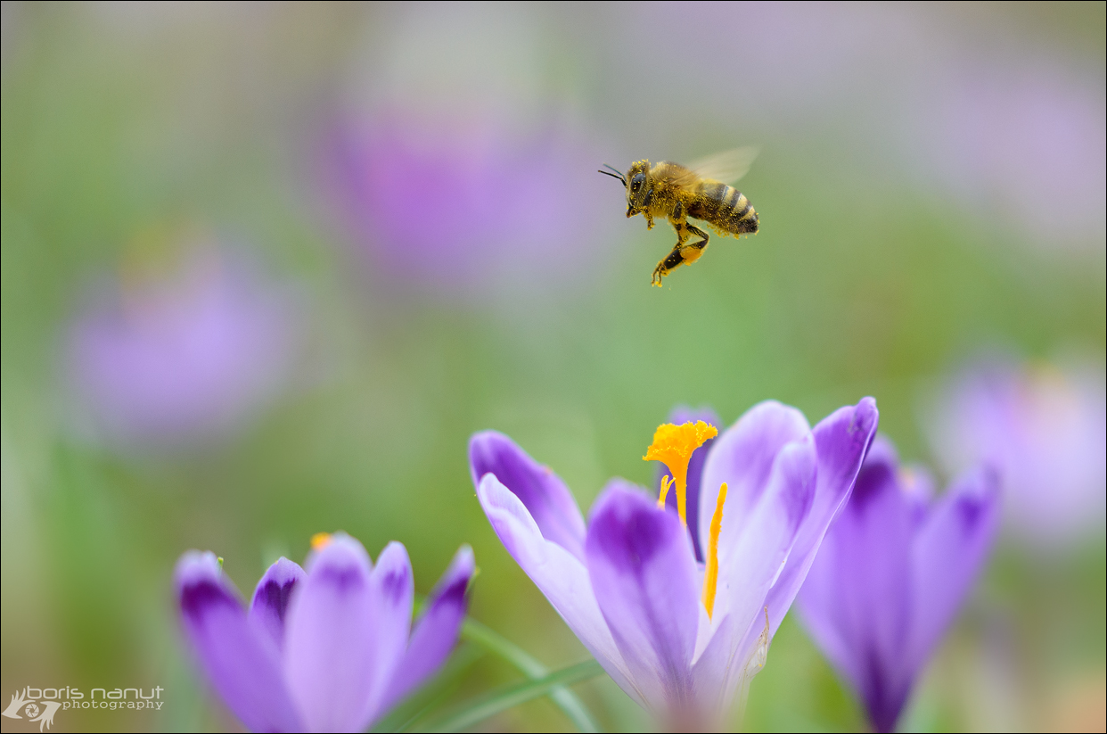 Spring is IN THE AIR