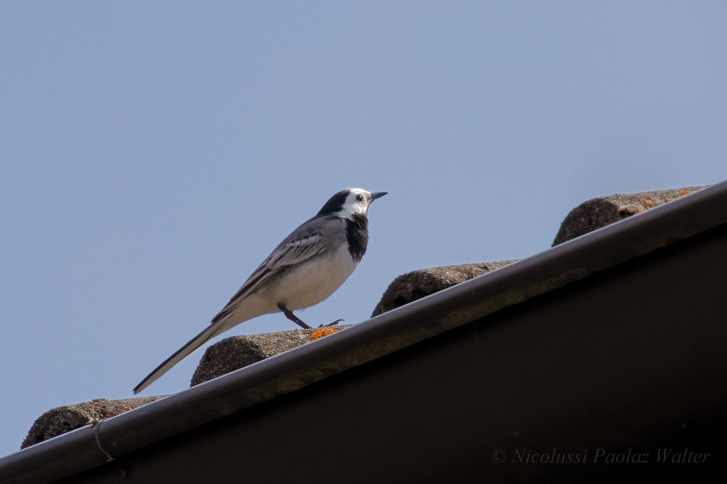 white Wagtail