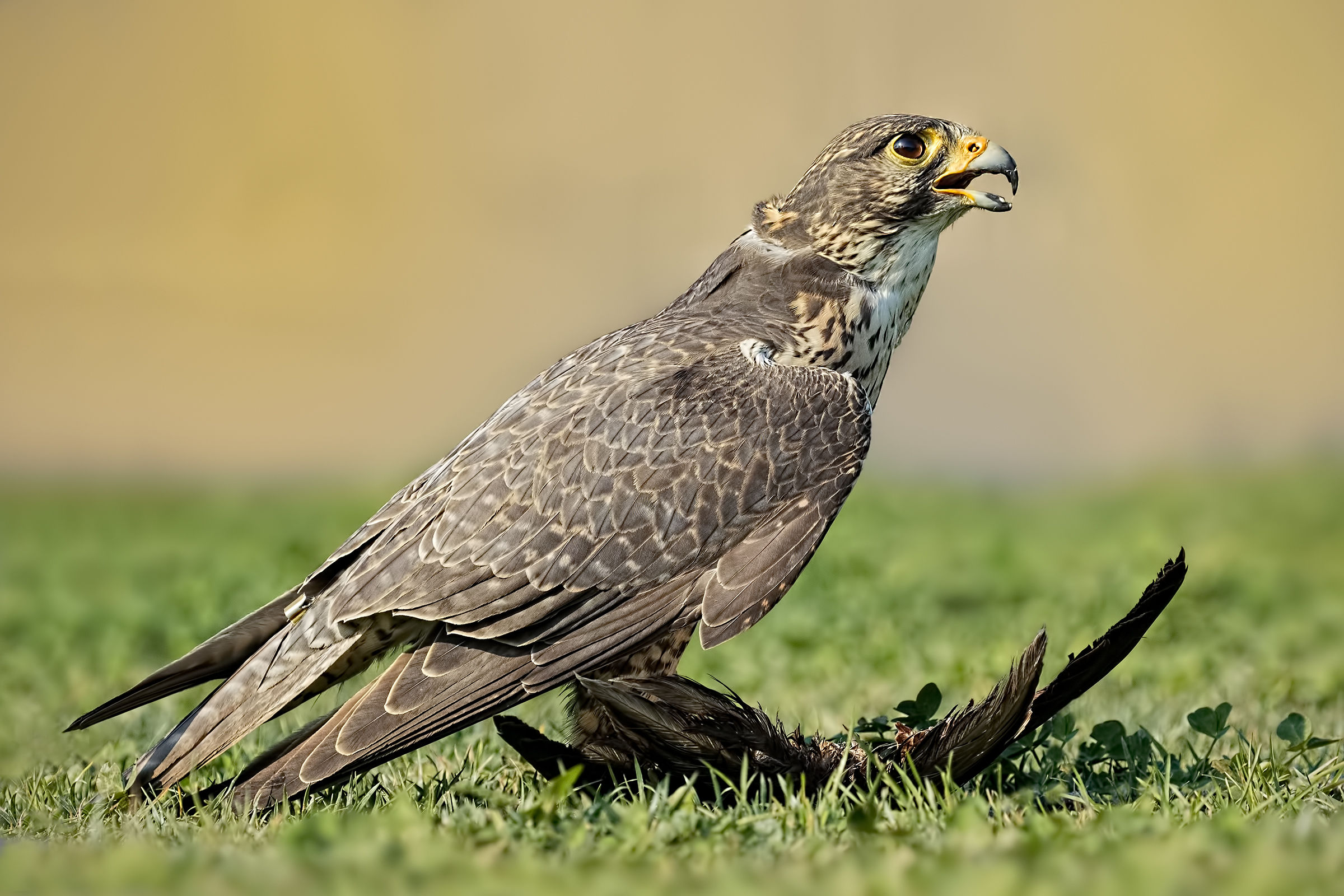 Buzzard with prey