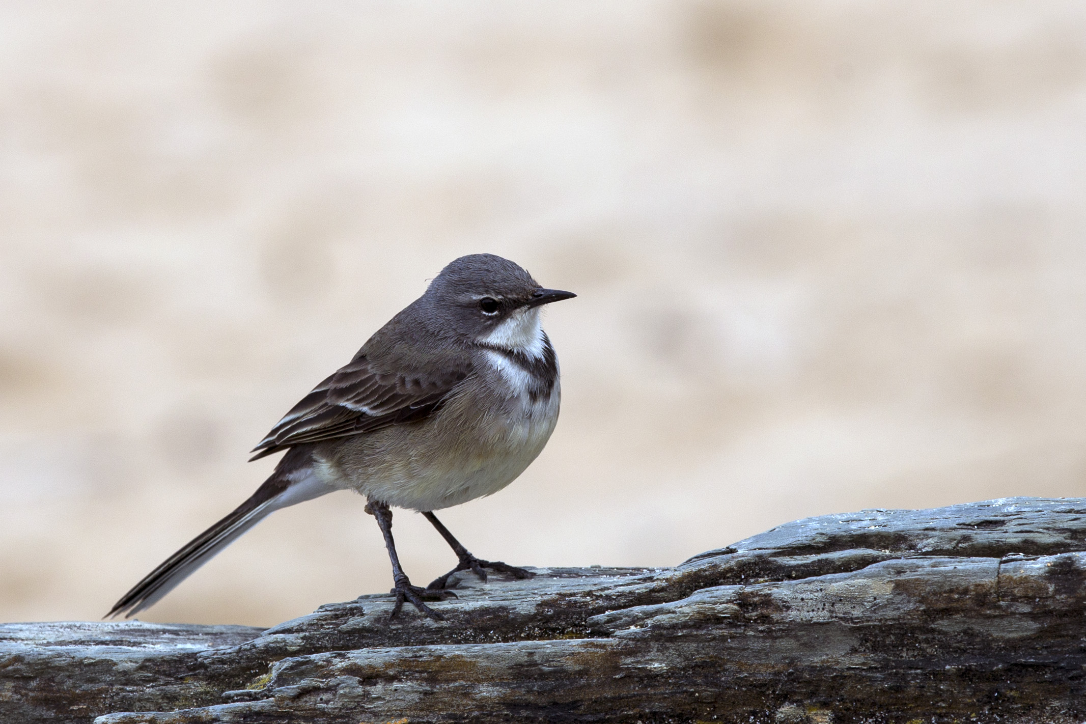 Pending identification