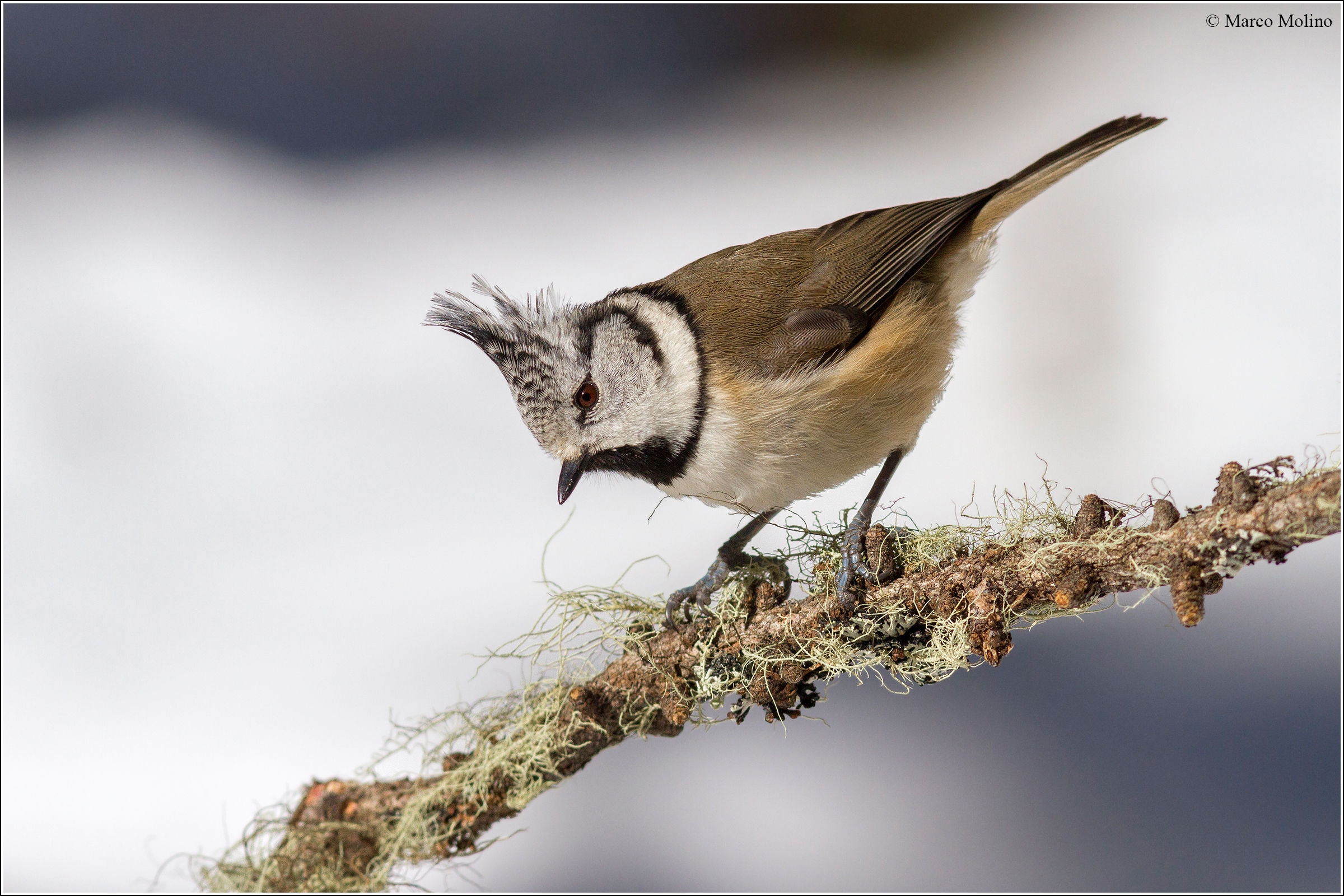 Parus cristatus - Crested Tit