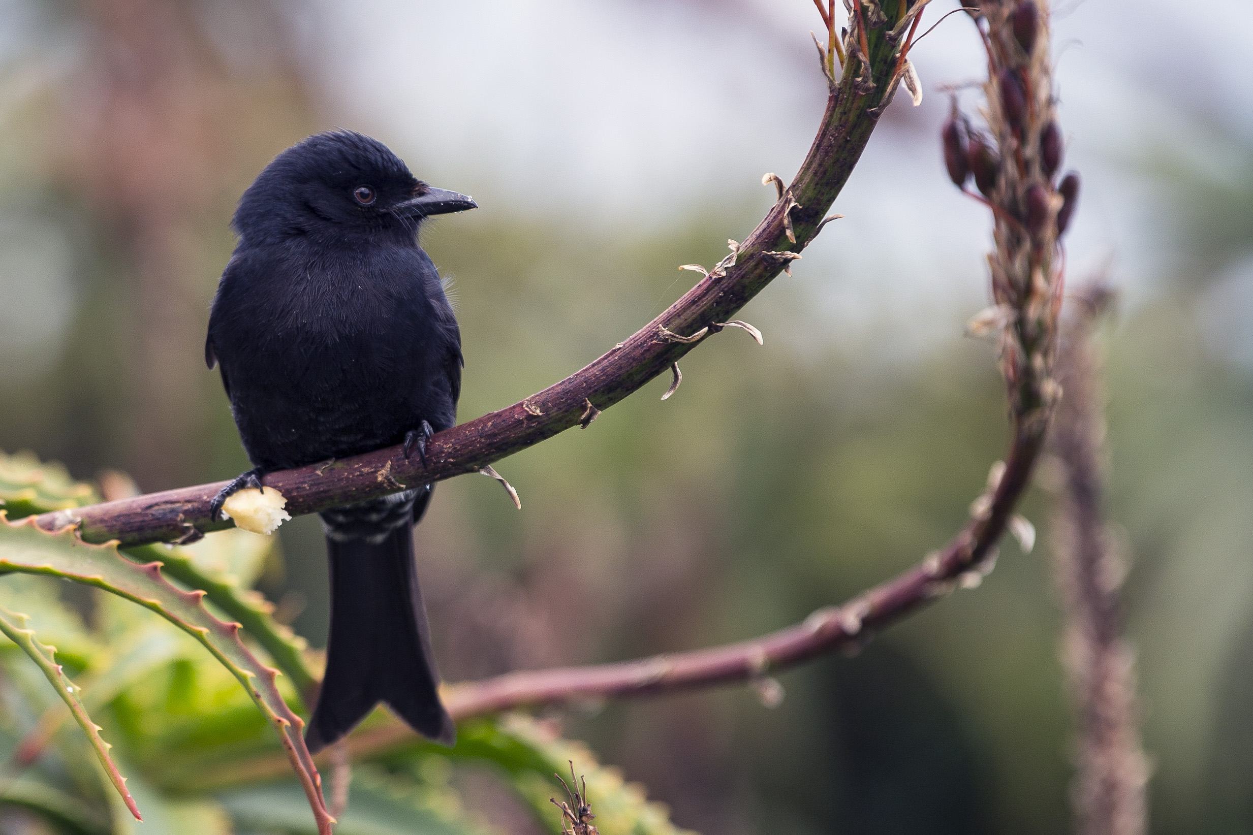 Common Drongo