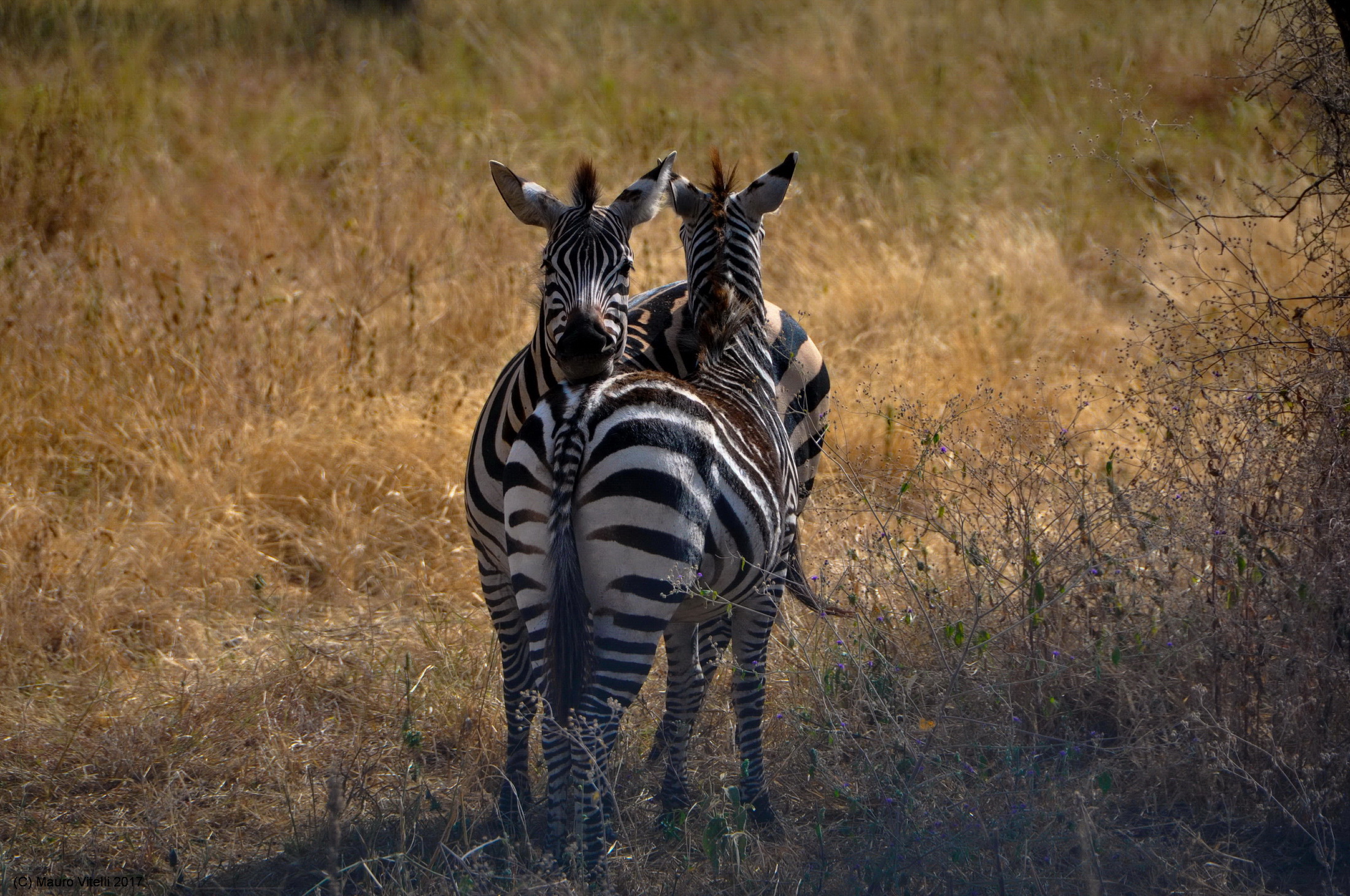Towards sunset (Serengeti)