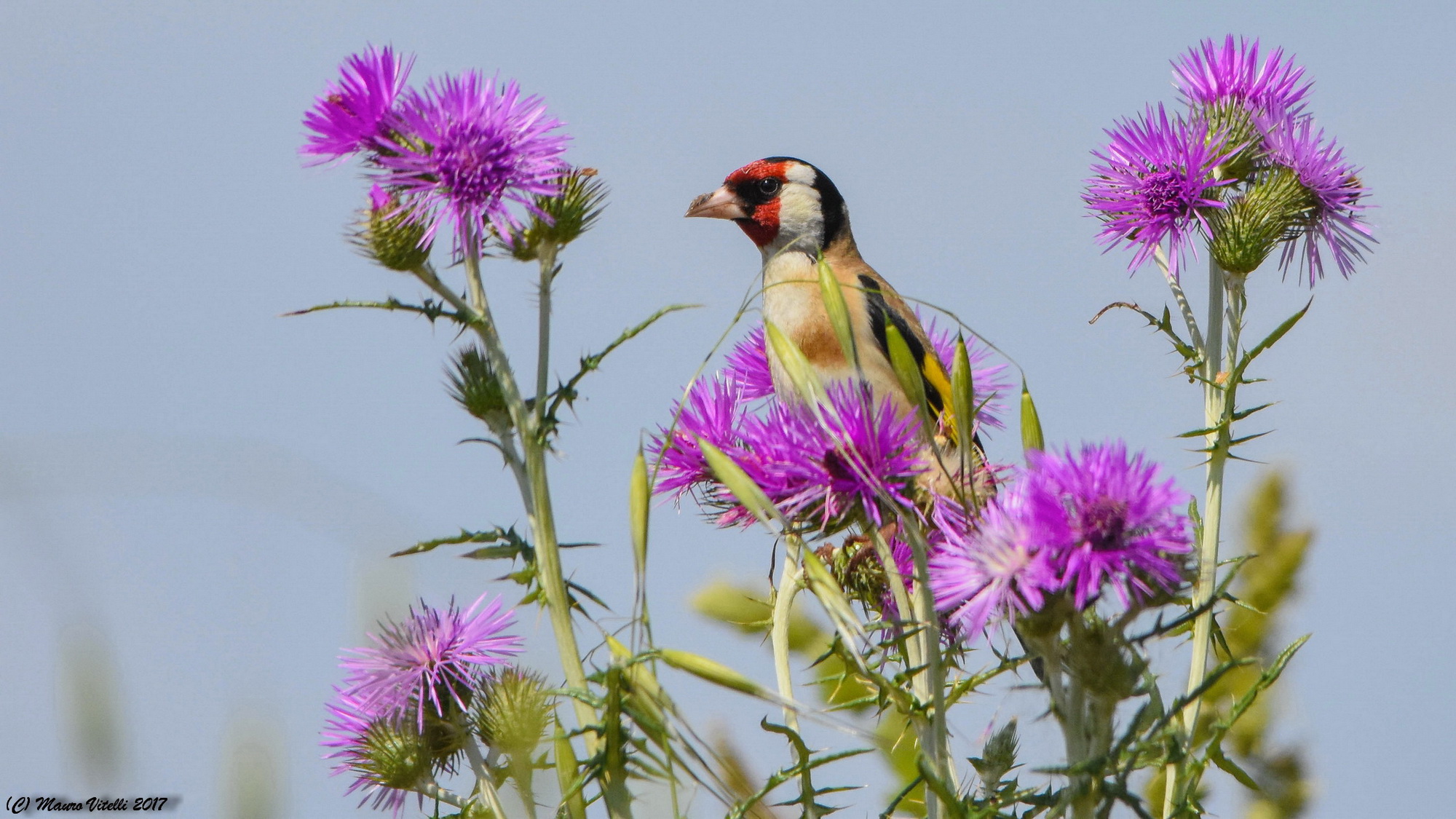A flower among flowers