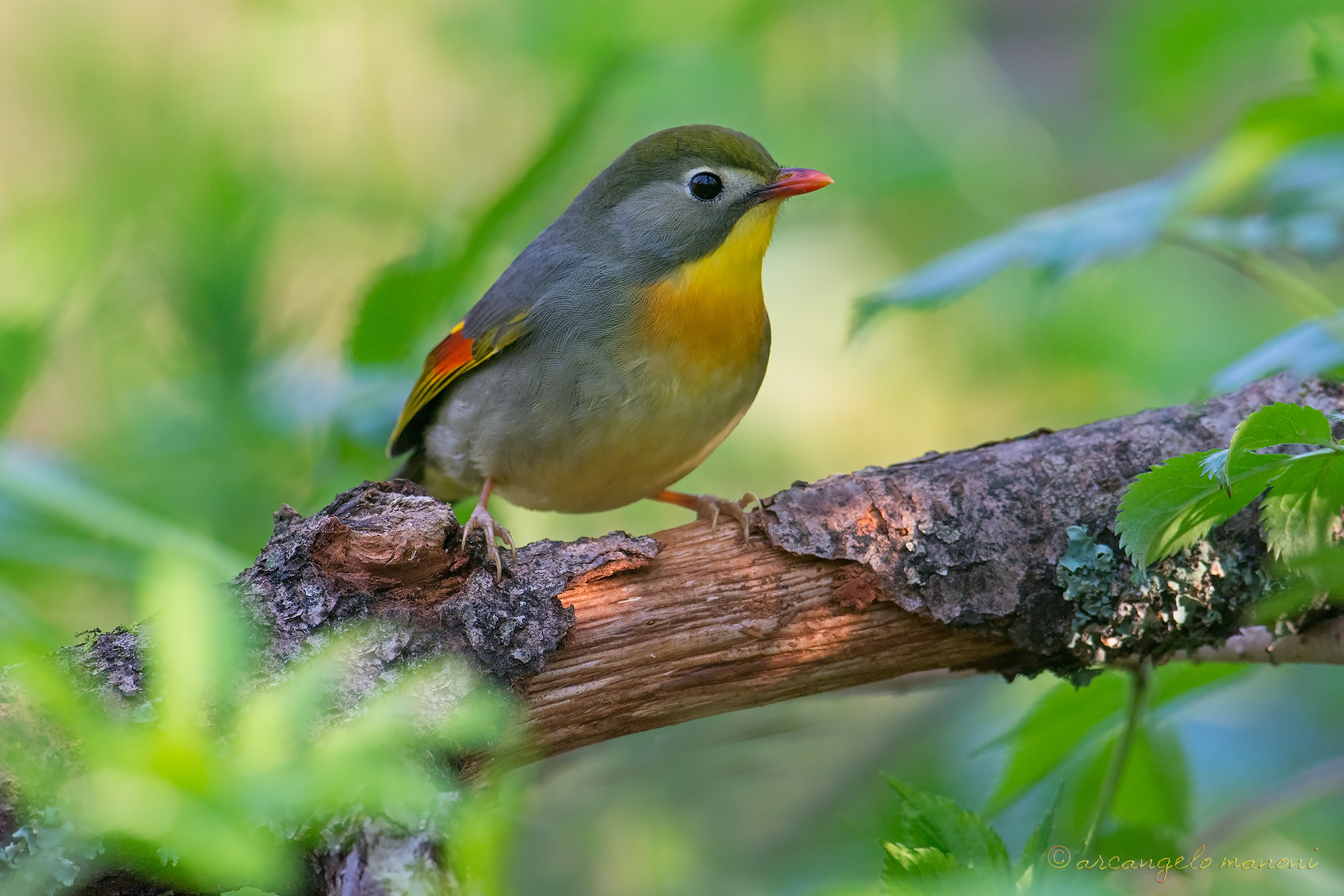 The puffin undergrowth