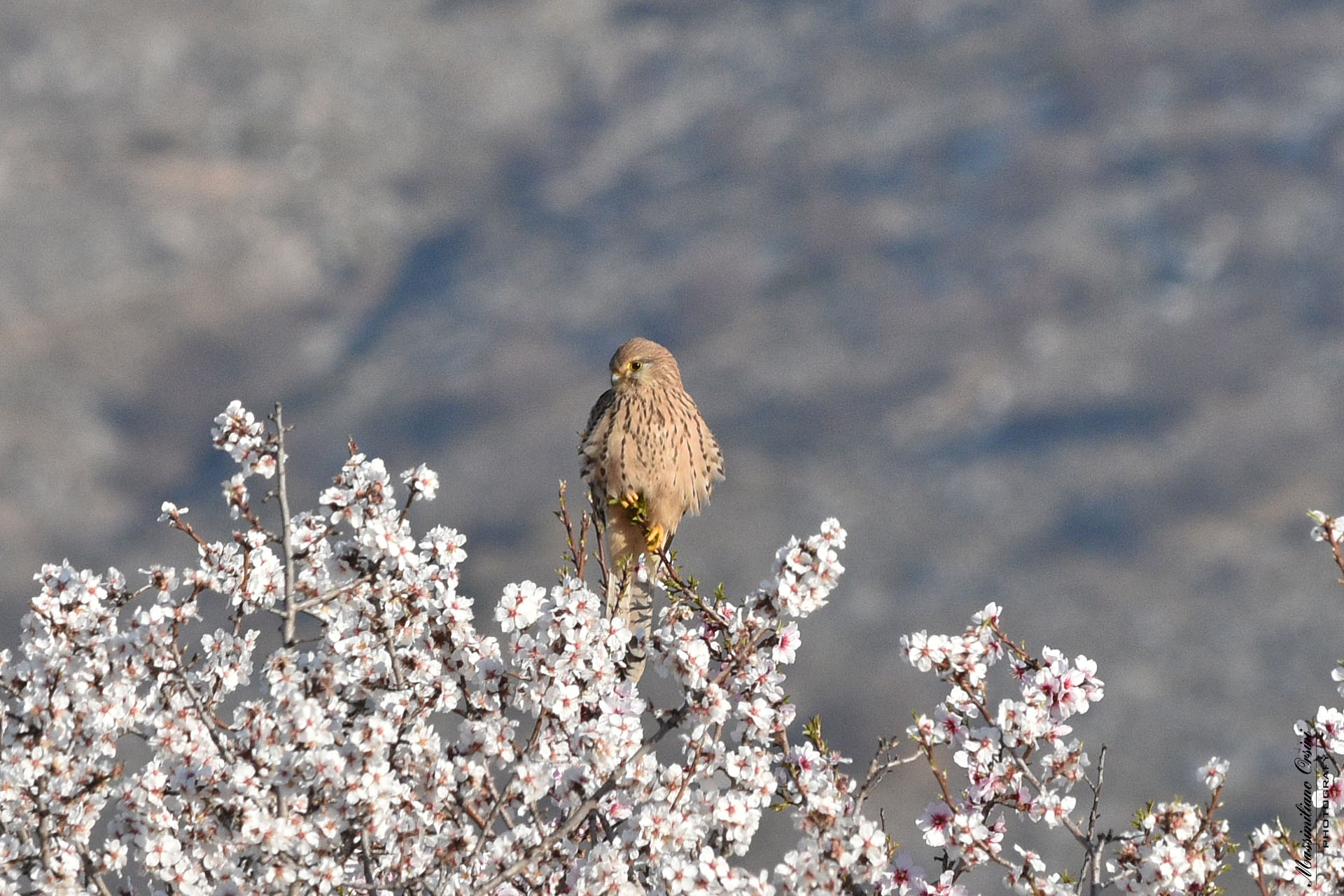 The Kestrel greets spring