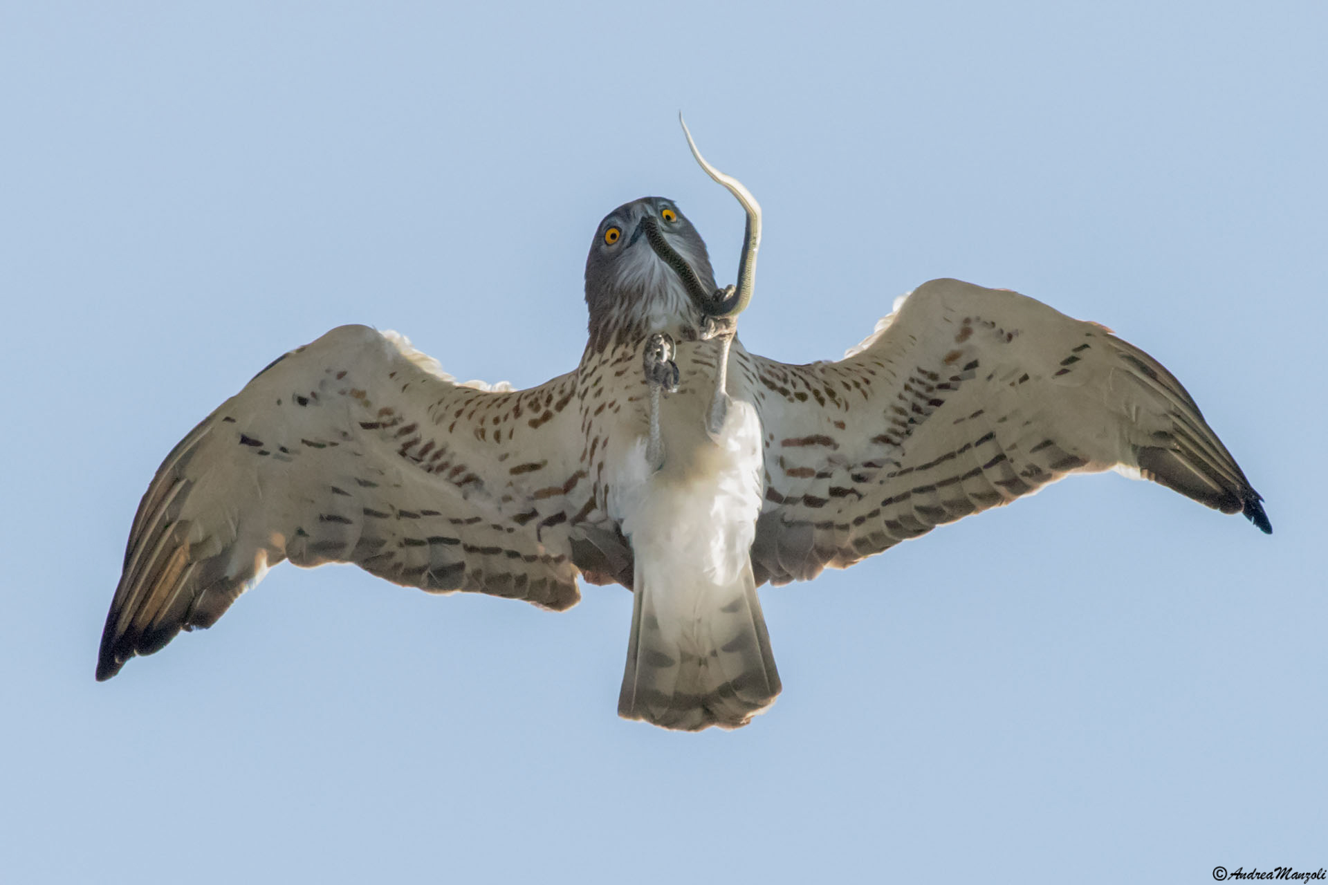 Aquila dei Serpenti di nome e di fatto