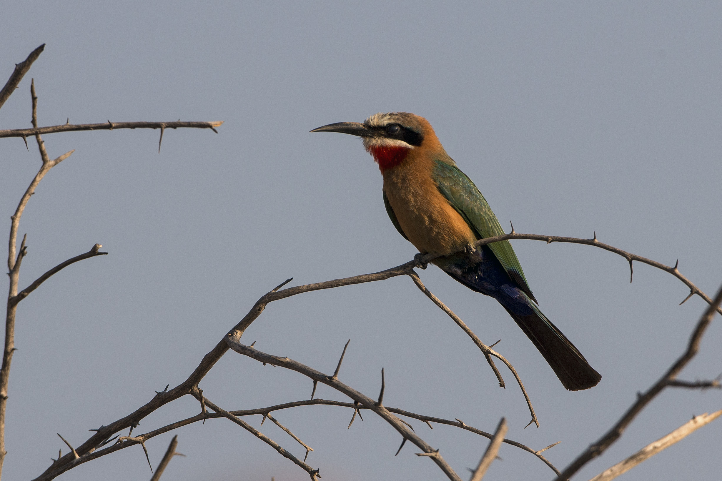 White-fronted bee-eater