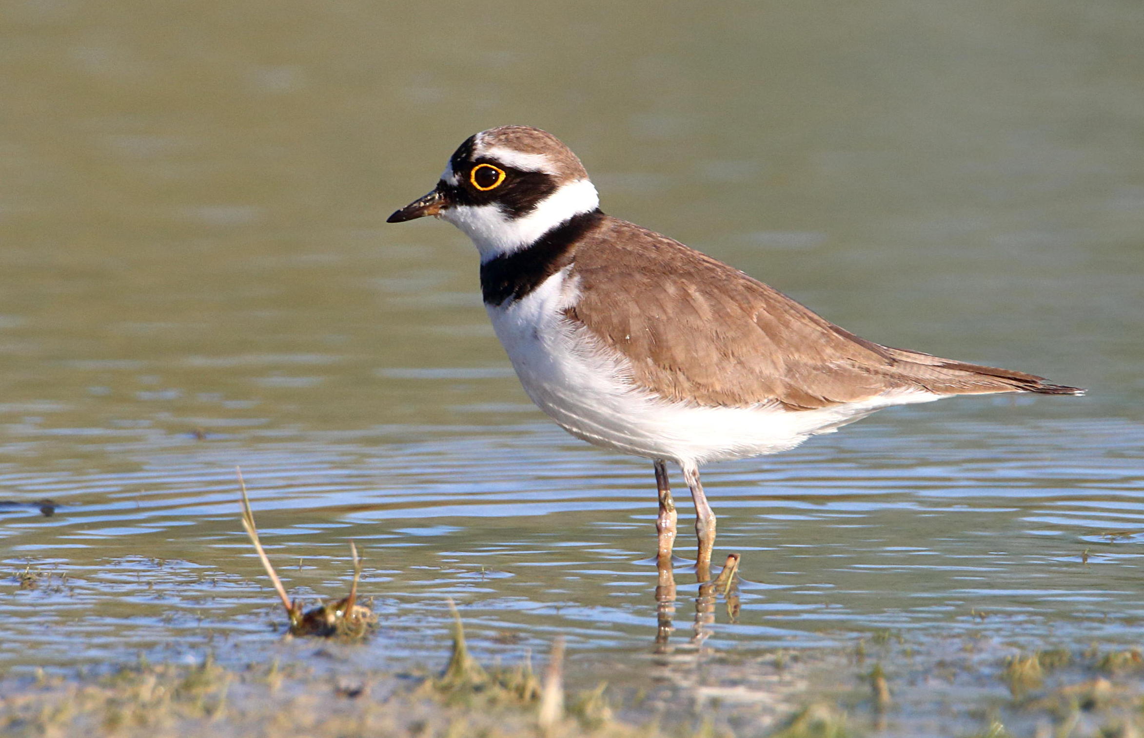 little Ringed Plover