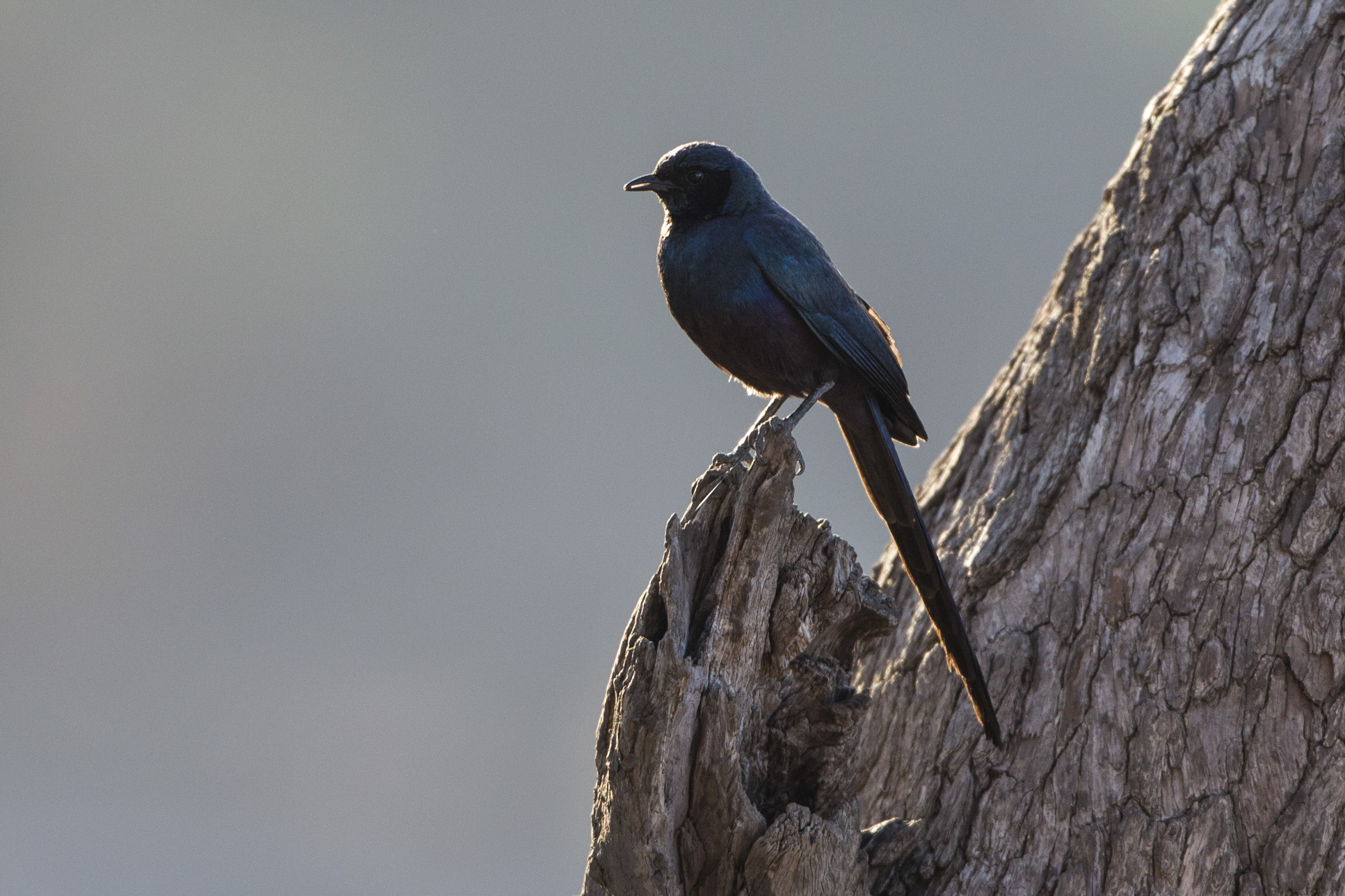 Pending identification